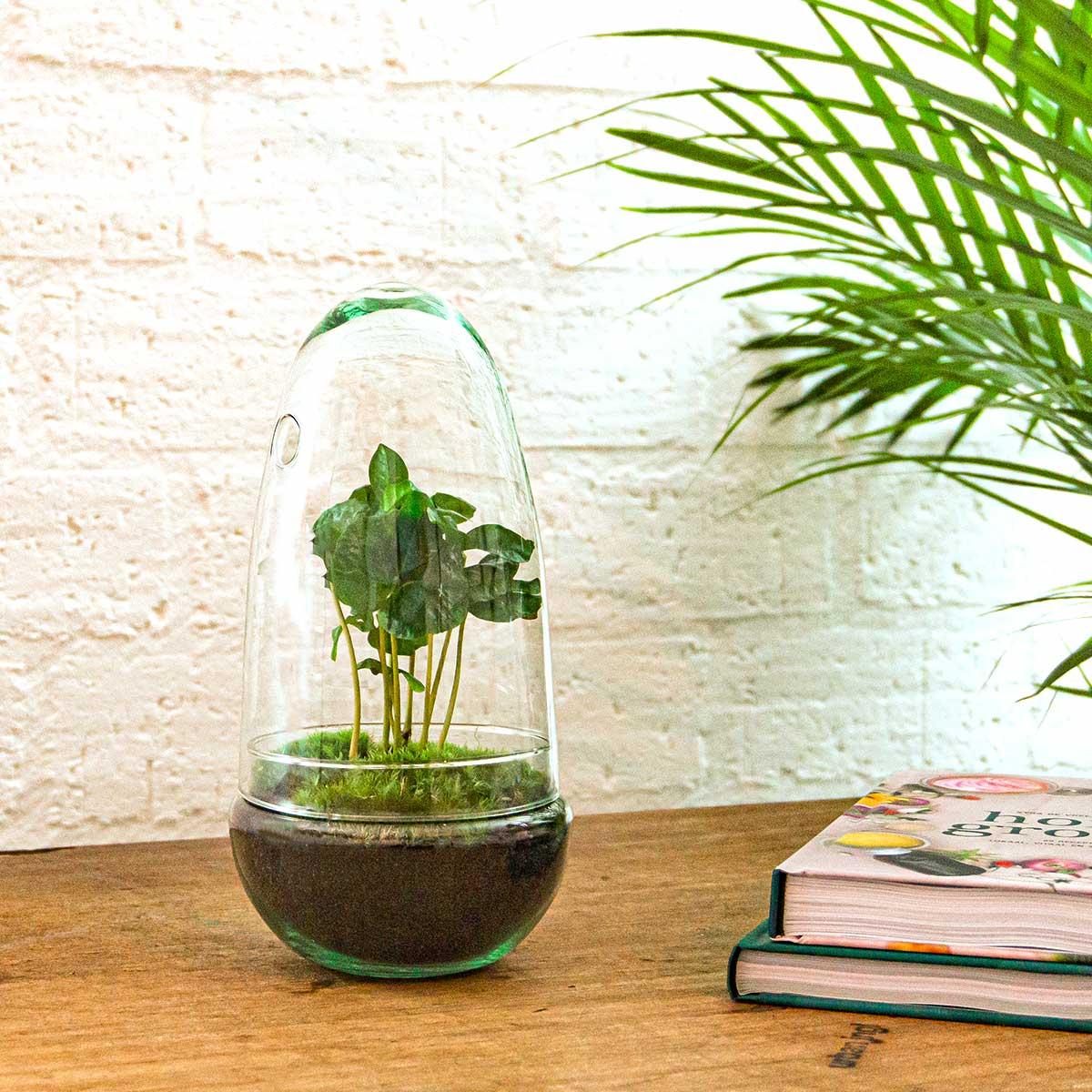 Terrarium à plantes DIY en forme de dôme en verre deux pièces - Egg Coffea - Ø 12 cm ↑ 25 cm