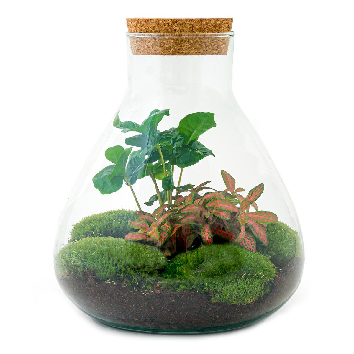 Terrarium à faire soi-même - Sammie Coffea Rouge - Ø 22,5 cm ↑ 27 cm - Râteau + Pelle