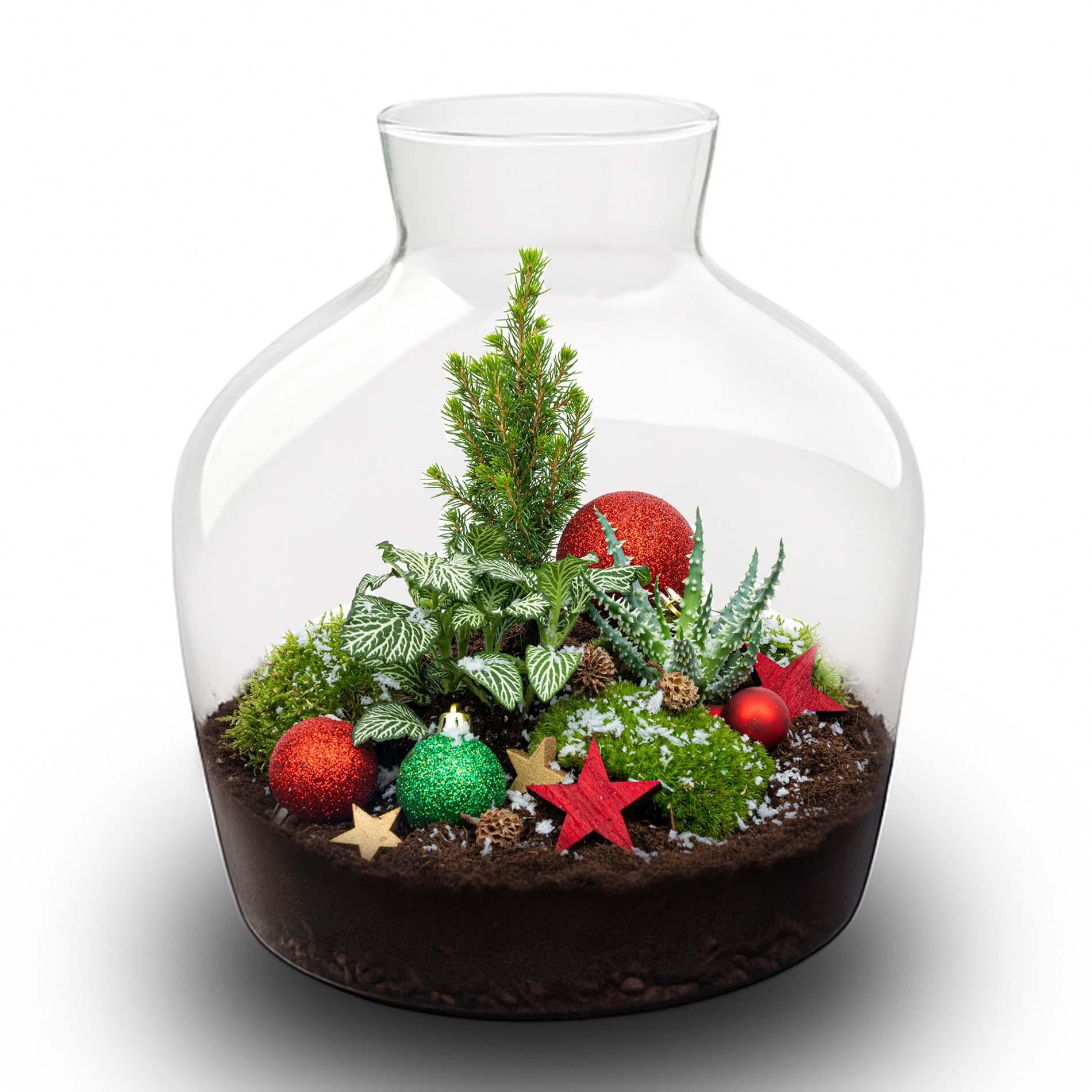 Terrarium de Noël avec houx - Kit de jardin en bouteille à faire soi-même - Ø 29 cm ↑ 30