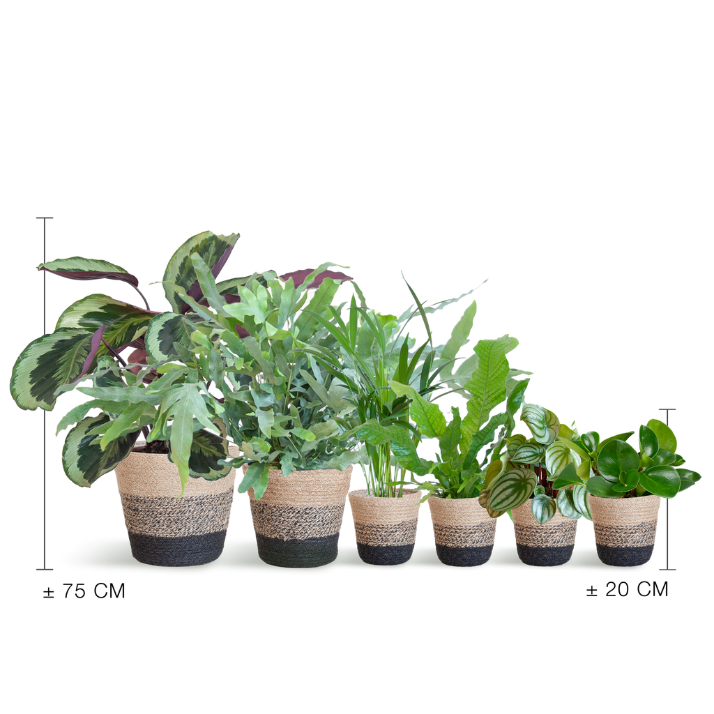 Ensemble de plantes respectueuses des animaux (grand format)