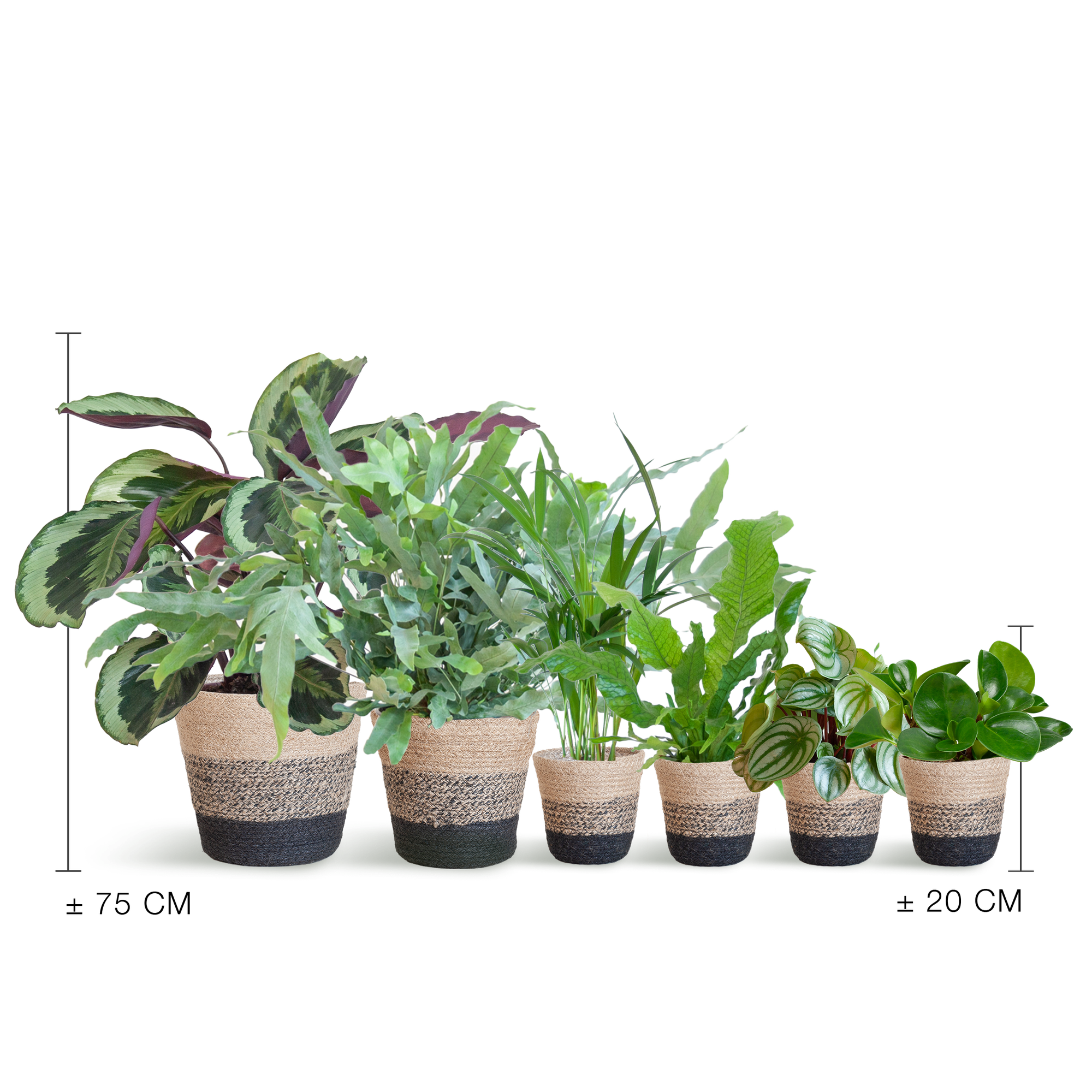 Ensemble de plantes respectueuses des animaux (grand format)