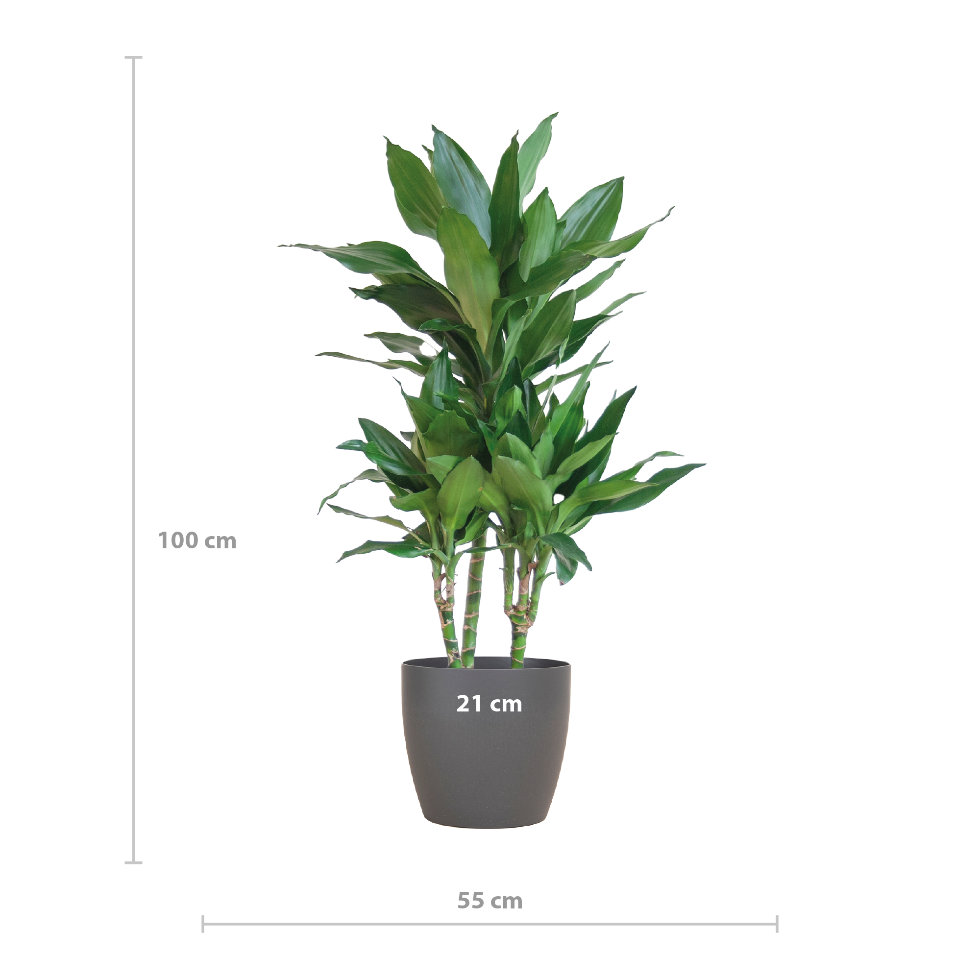 Dracaena Janet Lindt avec Viber gris - 95 cm - Ø21