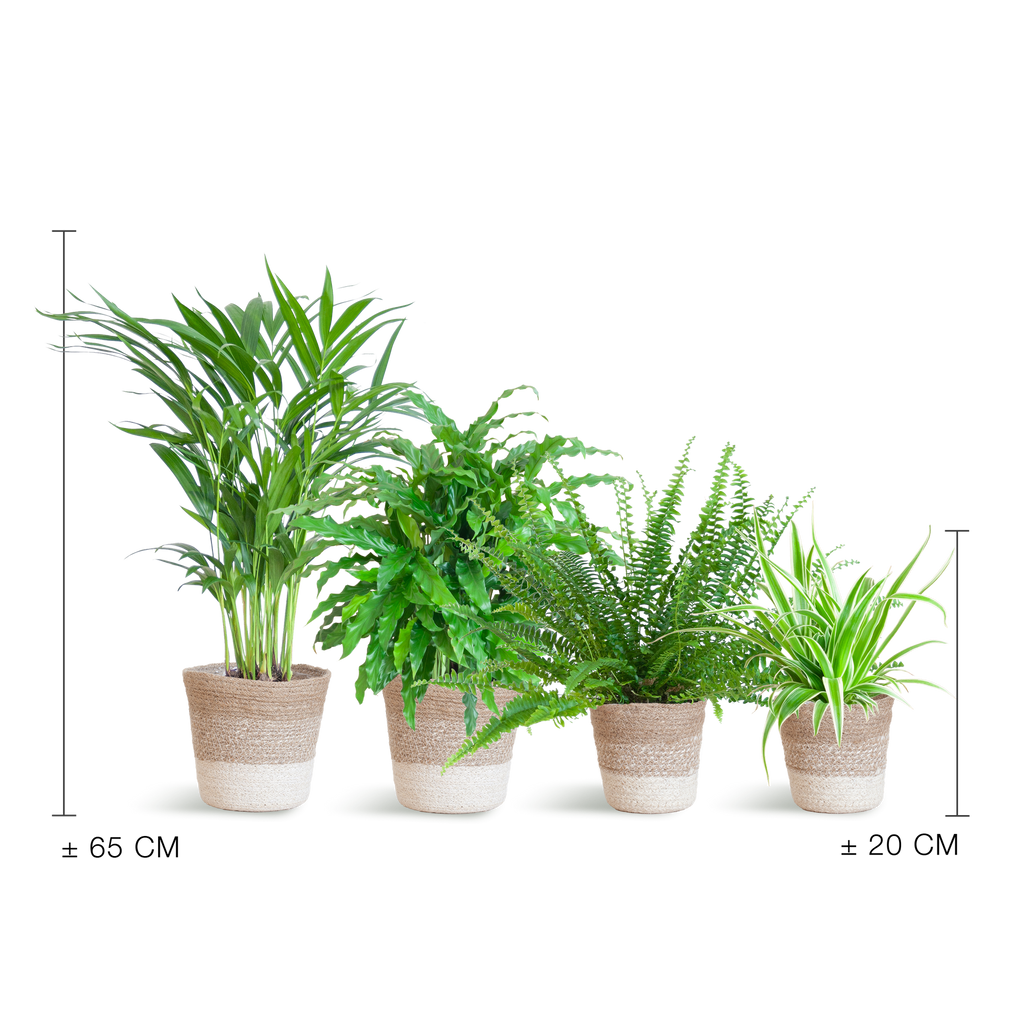 Ensemble de plantes respectueuses des animaux