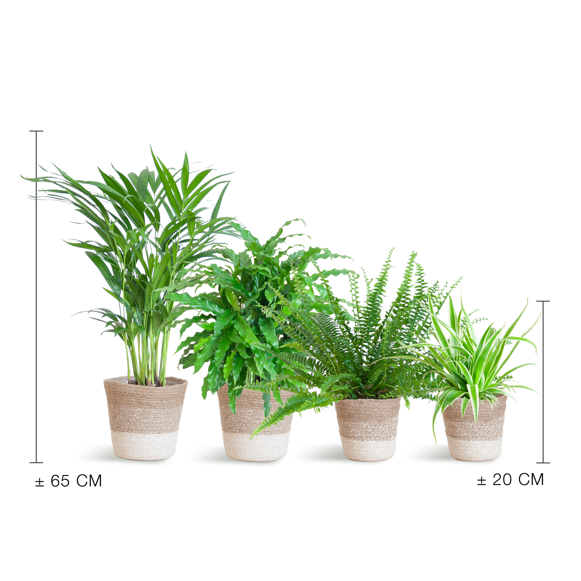 Ensemble de plantes respectueuses des animaux