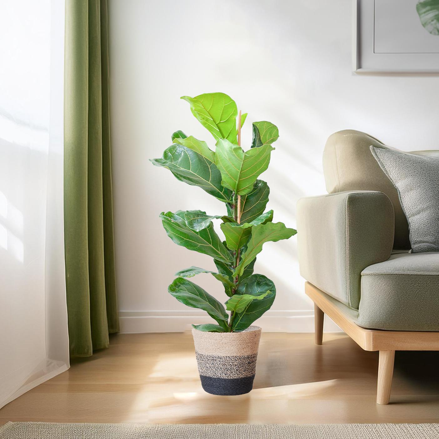 Ficus lyrata avec panier Lisbon noir - 80 cm - Ø21