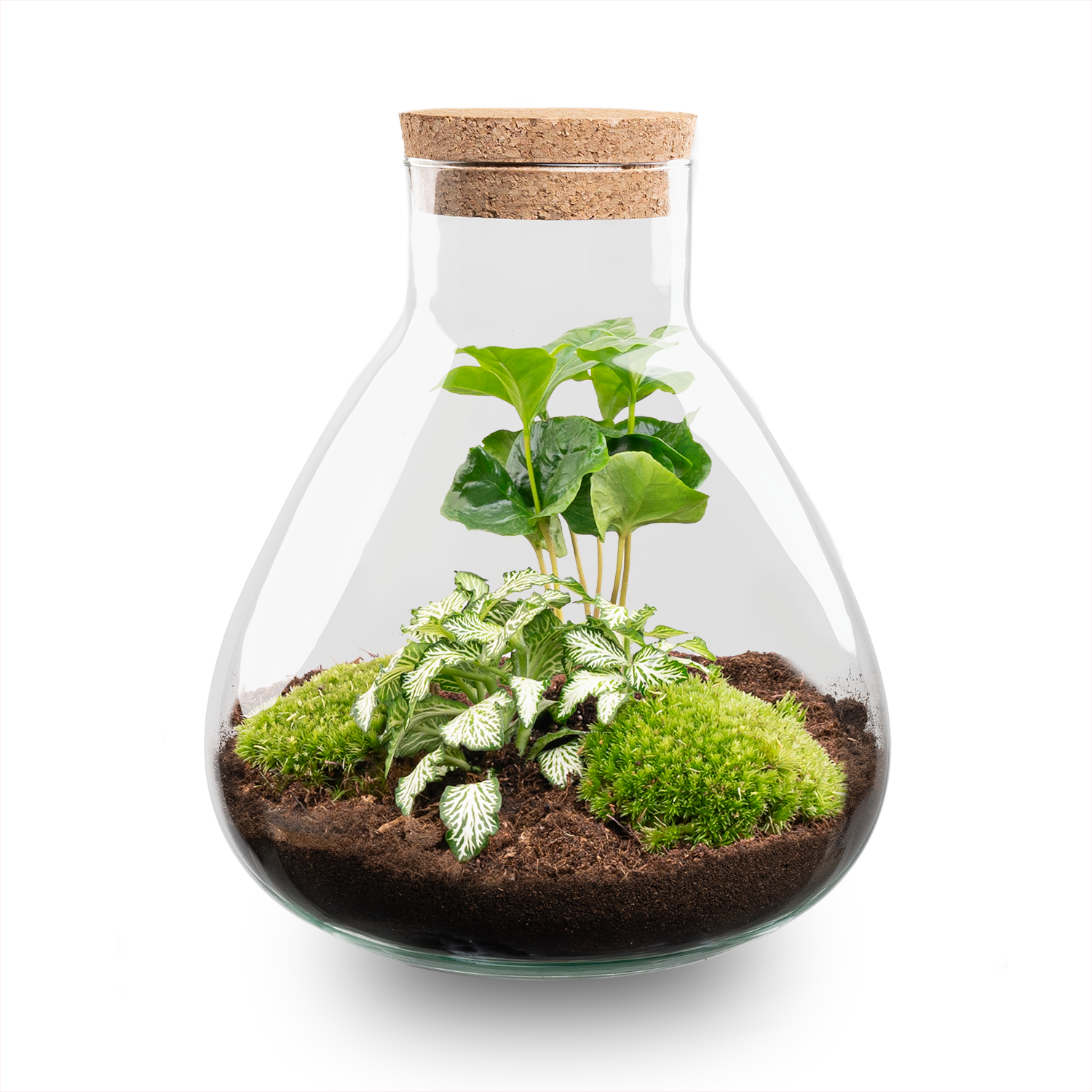 Terrarium pour plantes à faire soi-même – Sammie Coffea White – ↕ 27 cm