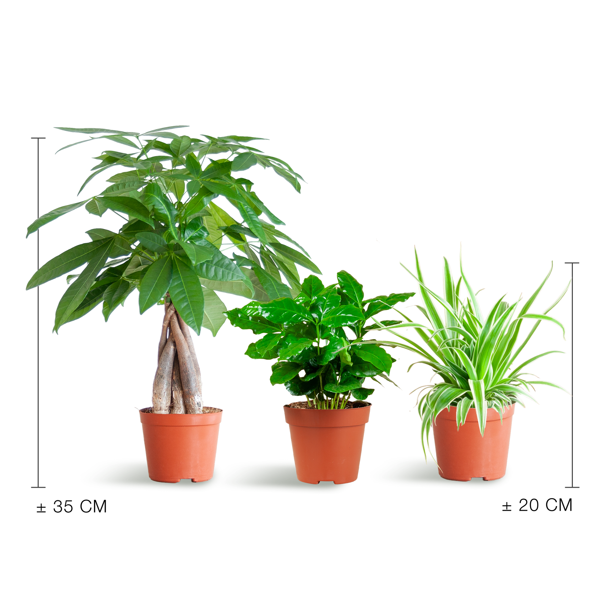 Jardinière respectueuse des animaux - Petite - Sans pot - Ø12