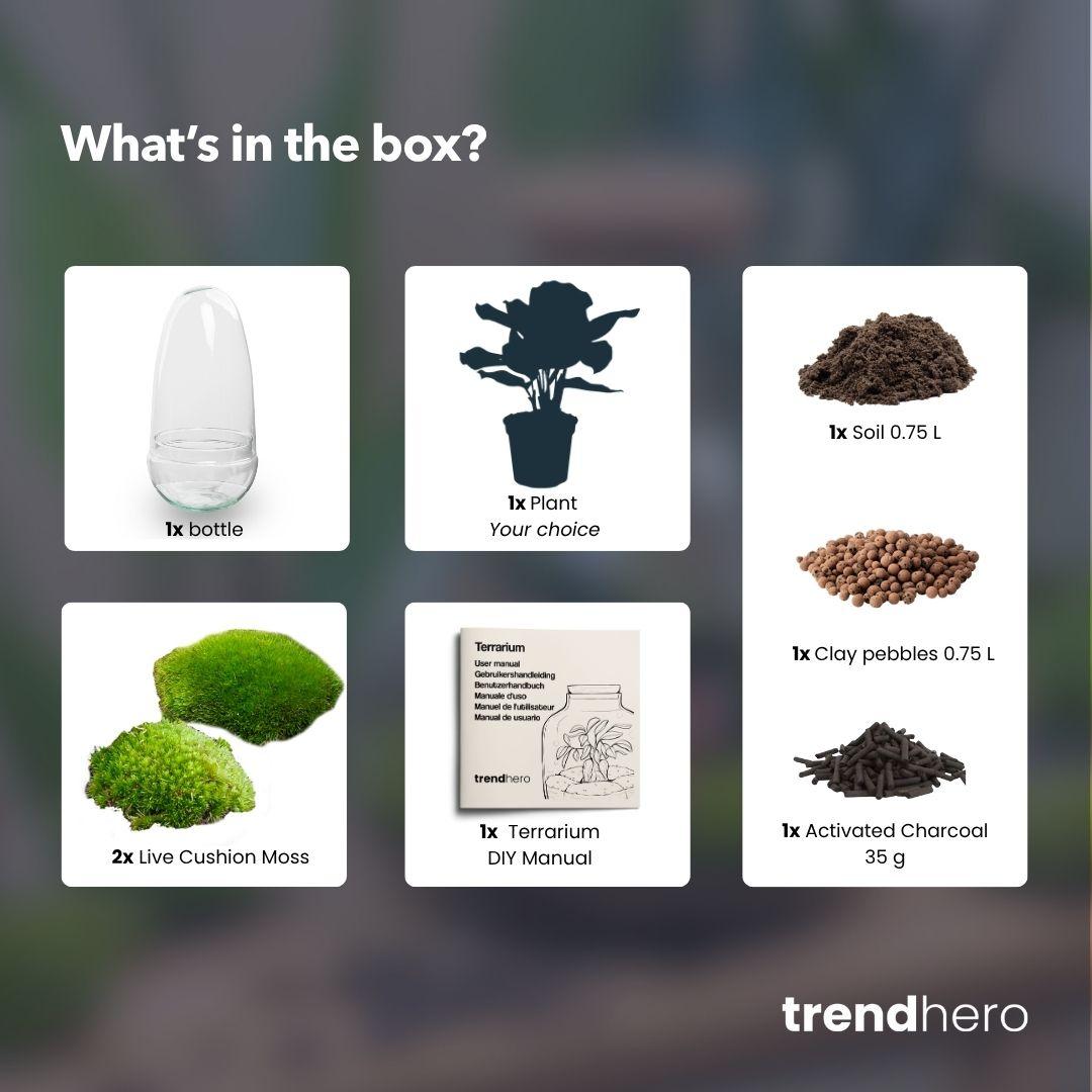 Terrarium à plantes DIY en deux parties, globe en verre - Bonsaï œuf - Ø 12 cm ↑ 25 cm