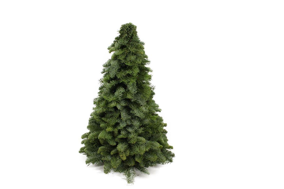 Sapin Nobilis - ↕50cm