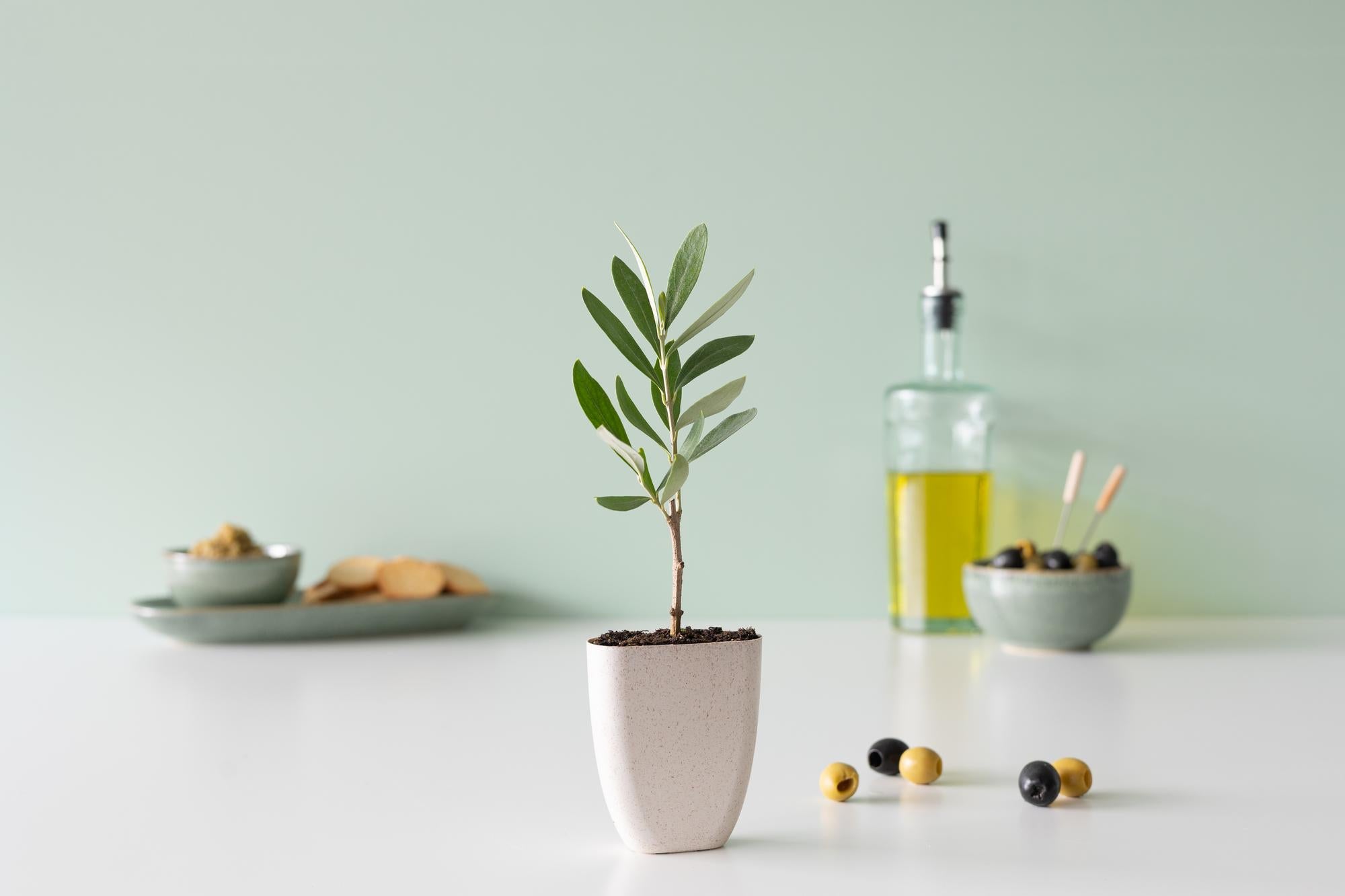 Mini olivier - Boîte aux lettres avec livret d'information