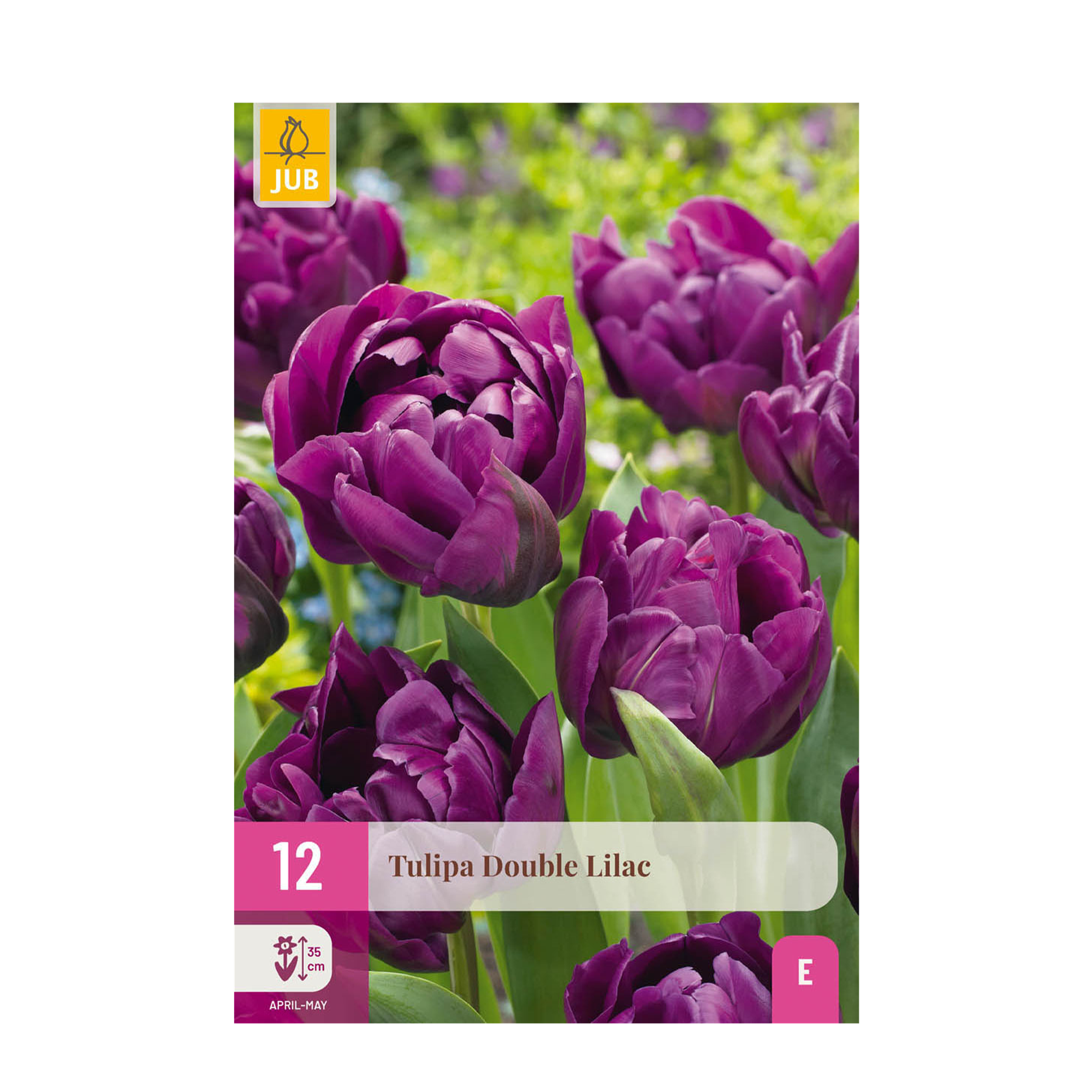 Bulbes de fleurs - Tulipe double lilas - Couleur violette - 50 bulbes - Calibre 11/12 - Paquet XXL