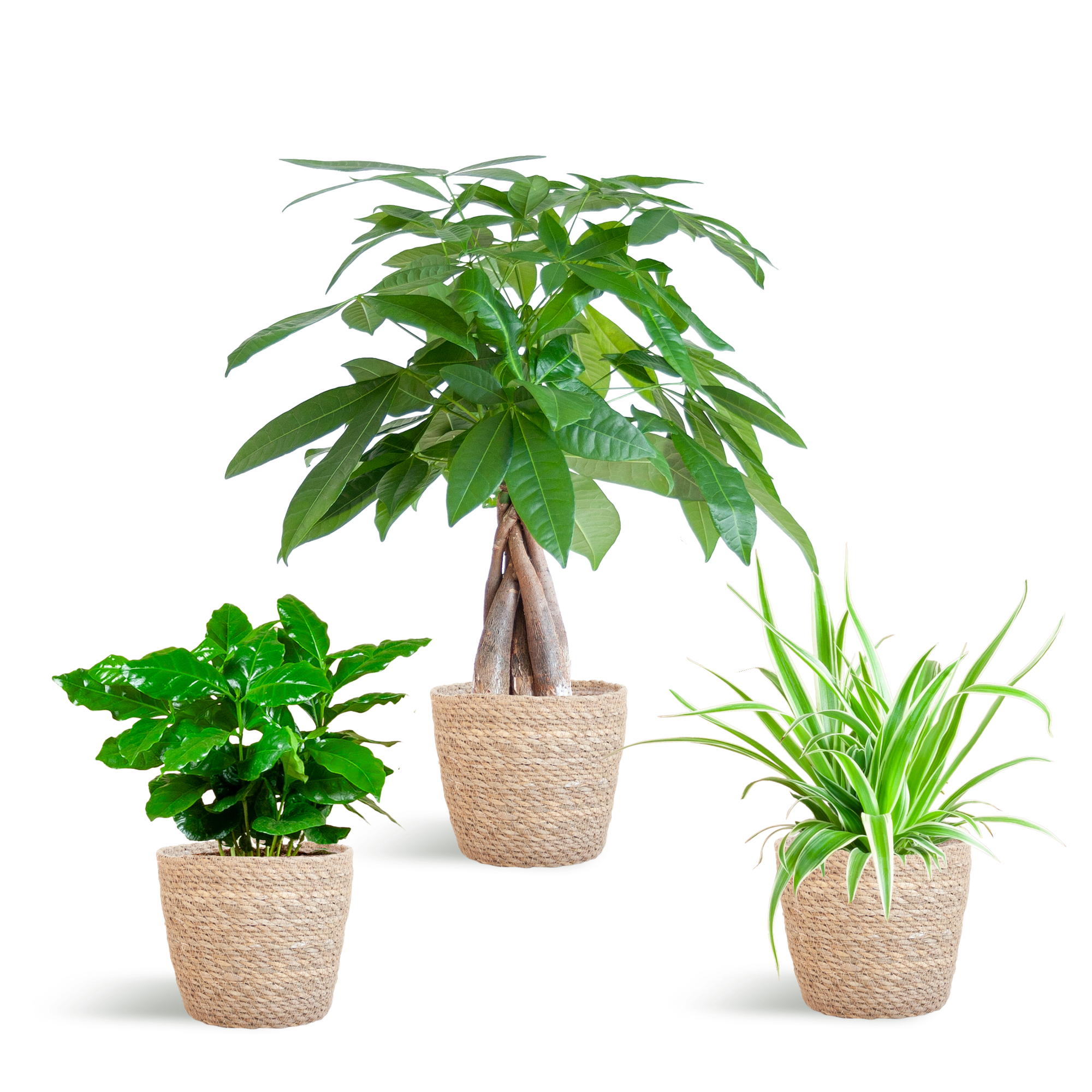 Jardinière respectueuse des animaux - Petite - avec panier Sofia Naturel - Ø12