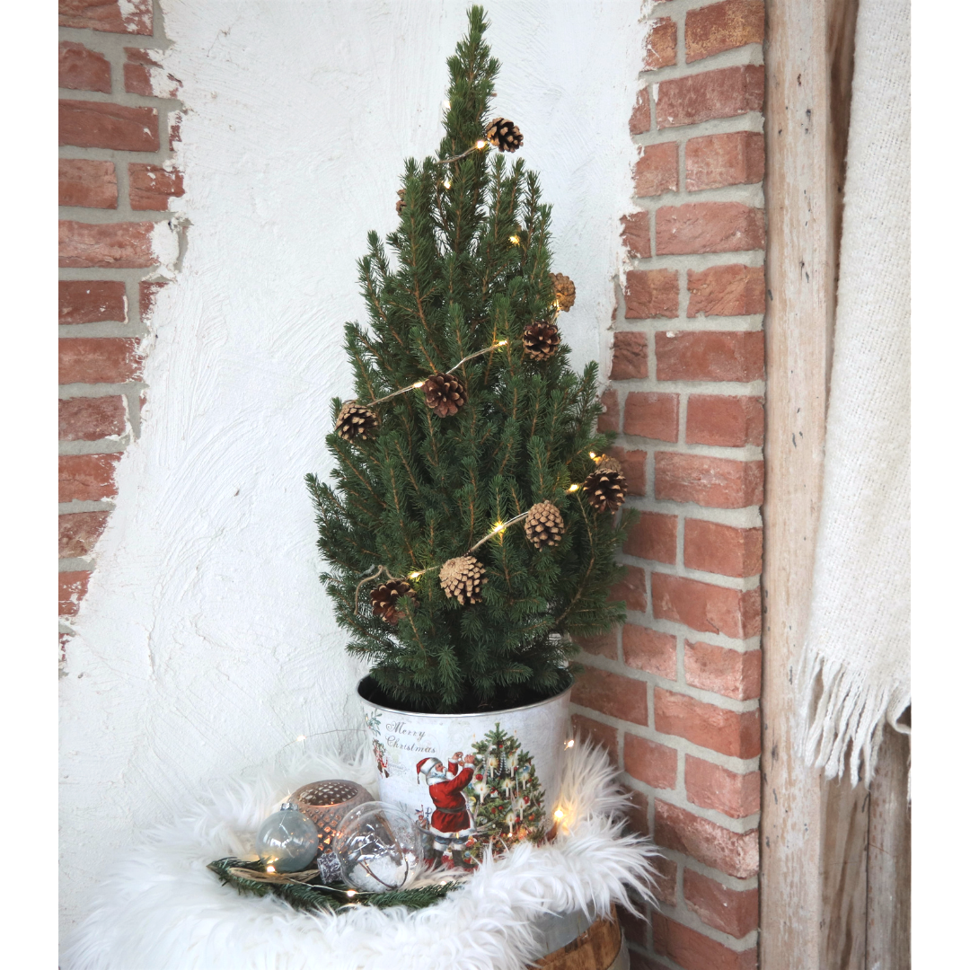 Petit sapin de Noël  - 70 cm - Picea Glauca Conica - Standalone