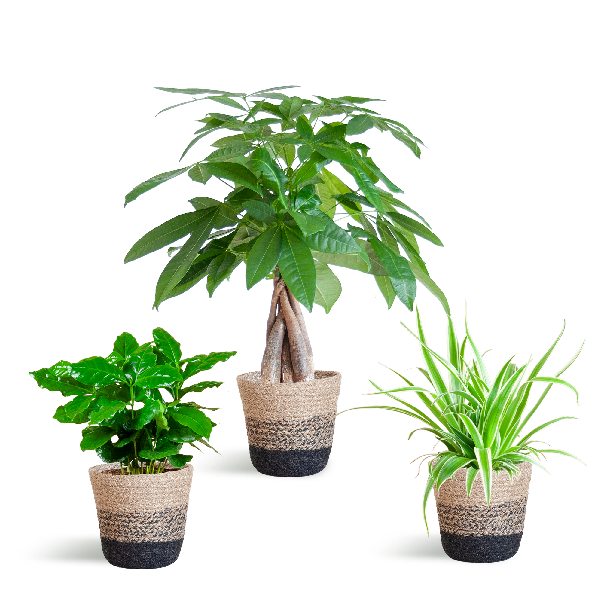 Jardinière respectueuse des animaux - Petite - avec panier Lisbon noir - Ø12