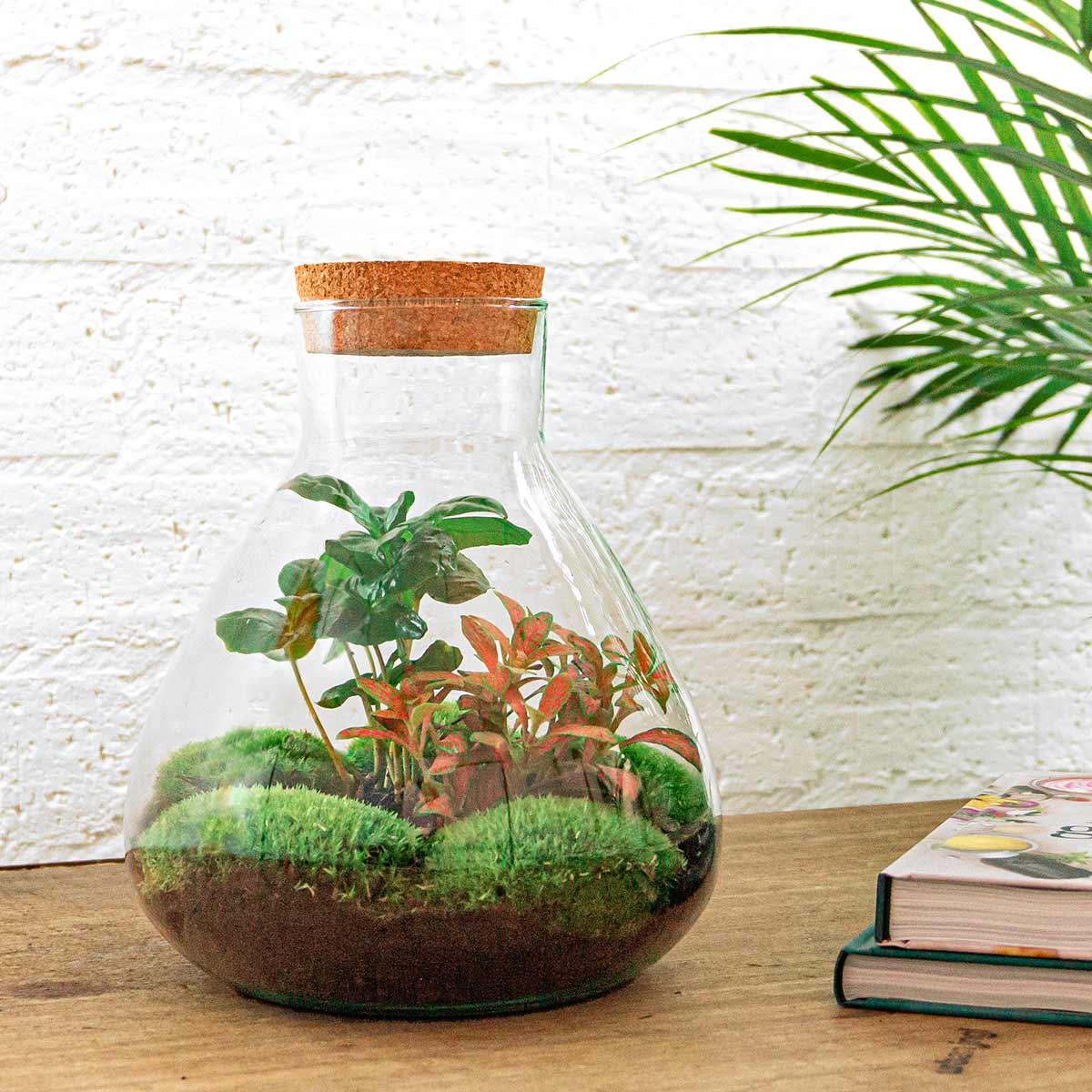 Terrarium à faire soi-même - Sammie Coffea Rouge - Ø 22,5 cm ↑ 27 cm - Râteau + Pelle