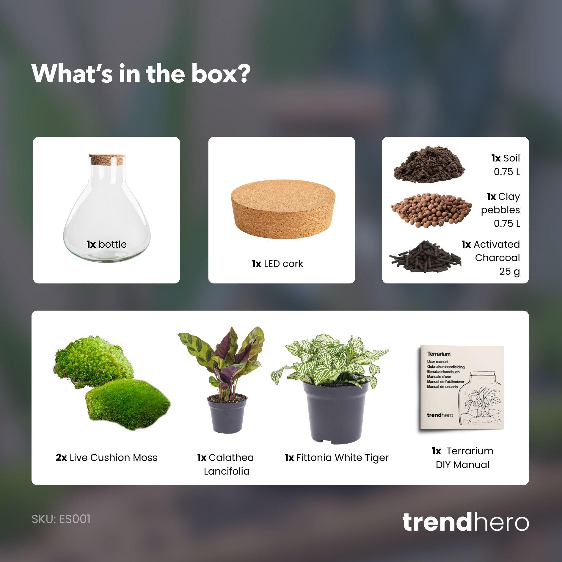 Terrarium à faire soi-même - Calathea Sammie - ↕ 27 cm - Sans outils