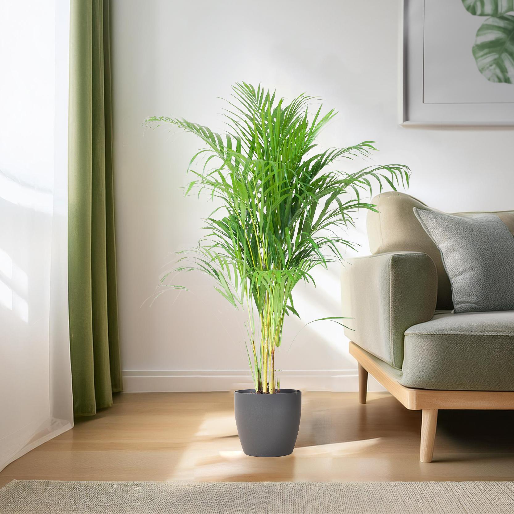 Areca Palm (Dypsis) avec Viber Grijs - 100cm - Ø21