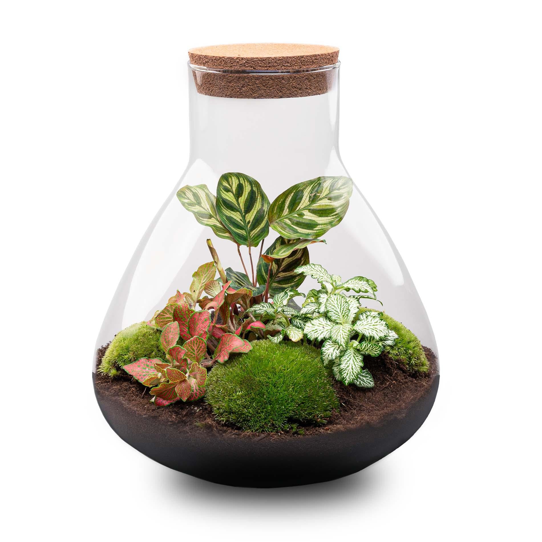 Terrarium à plantes à monter soi-même avec éclairage - Sam XL Rouge - Ø 30 cm ↑ 32 cm - Sans outils