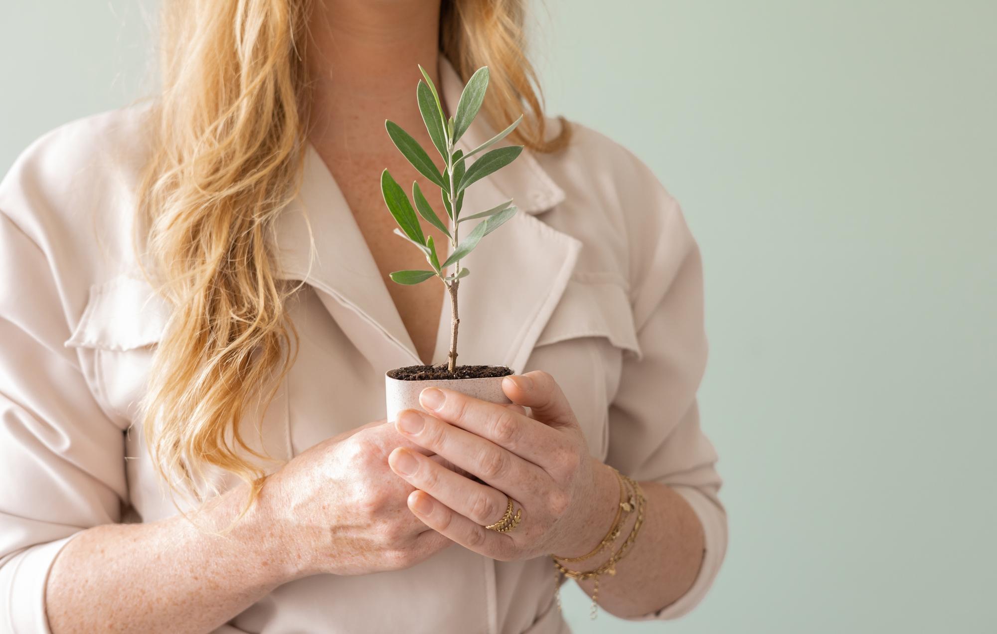 Mini olivier - Boîte aux lettres avec livret d'information
