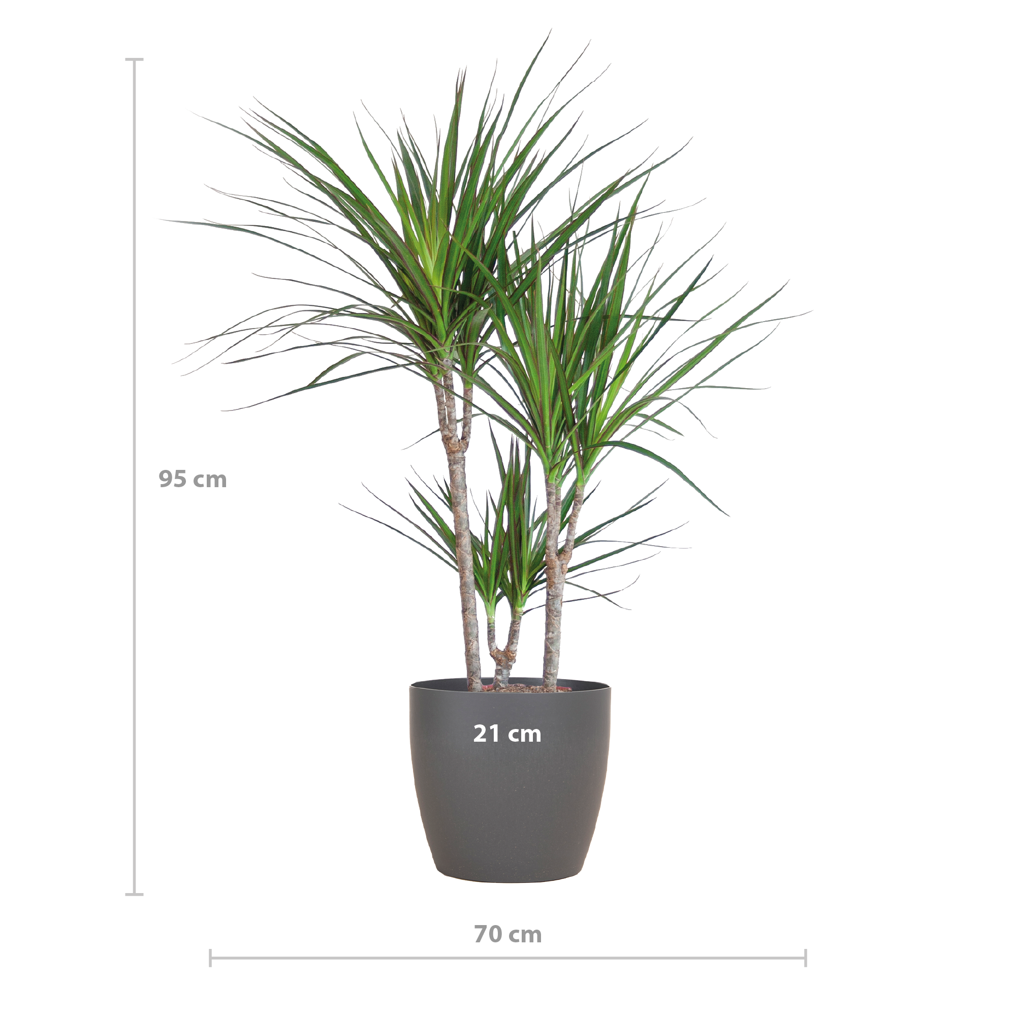 Dracaena Marginata avec pot Viber gris - 95 cm - Ø21