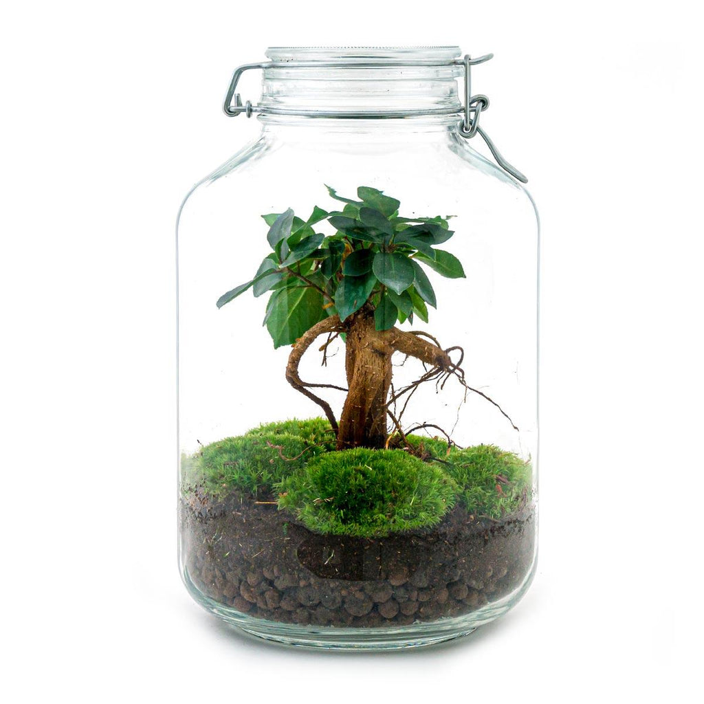 Terrarium DIY - Pot - Bonsaï Ficus Ginseng - ↕ 28 cm - Normal