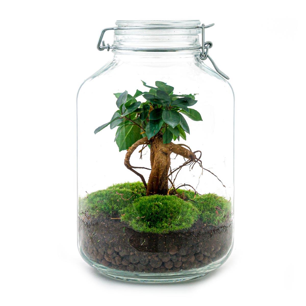 Terrarium DIY - Pot - Bonsaï Ficus Ginseng - ↕ 28 cm - Normal