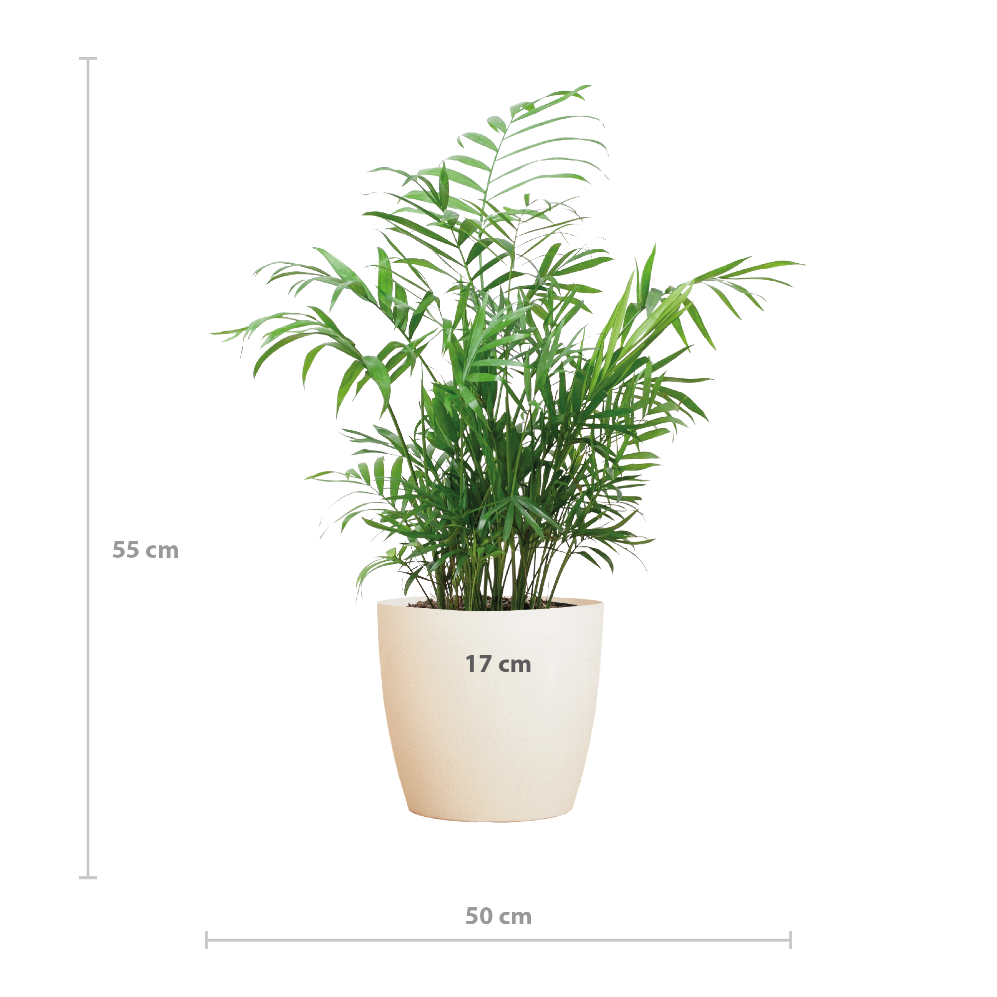 Chamaedorea Elegans avec Viber blanc - 55 cm - Ø17