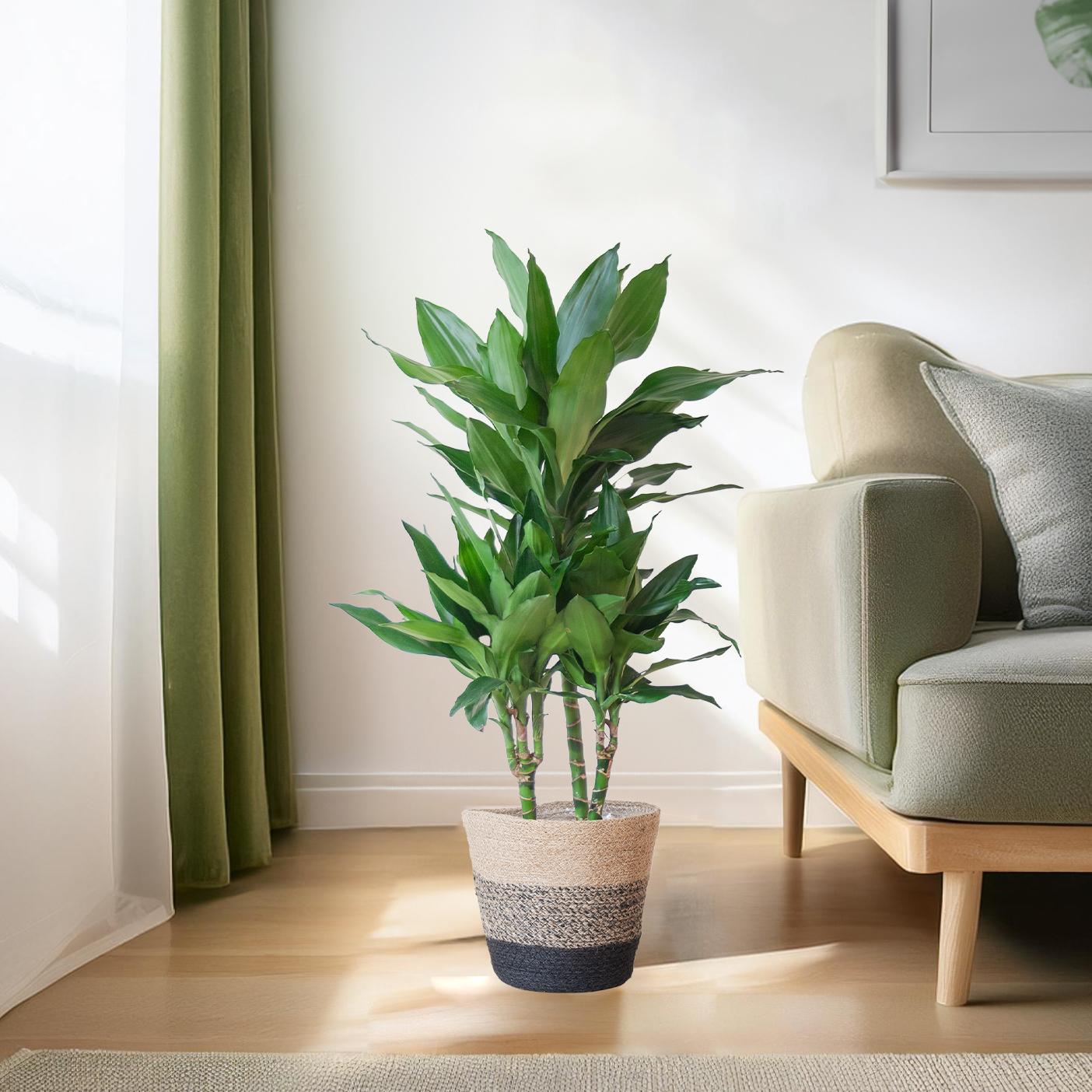 Dracaena Janet Lindt avec panier Lisbon noir - 95 cm - Ø21