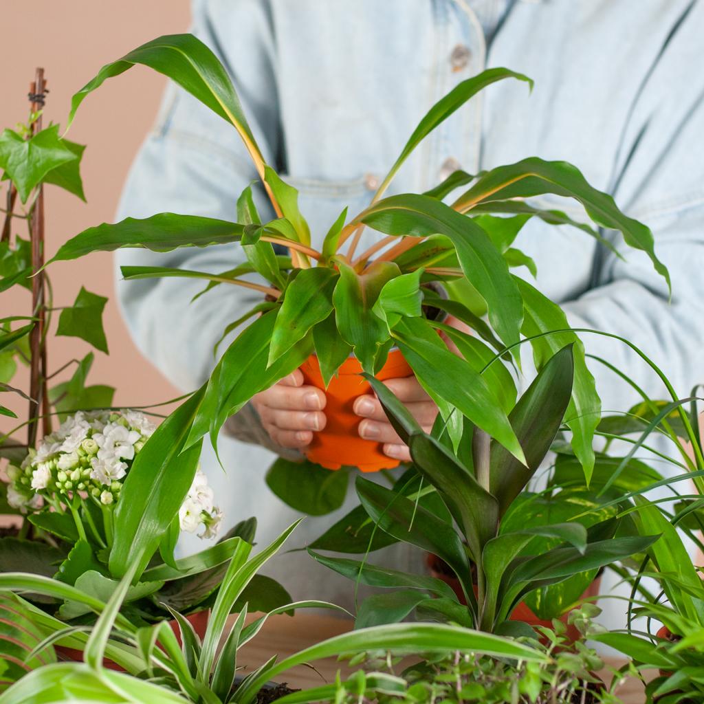 Coffret Green Bruises (12 pièces) - comprenant 12 paniers Sofia