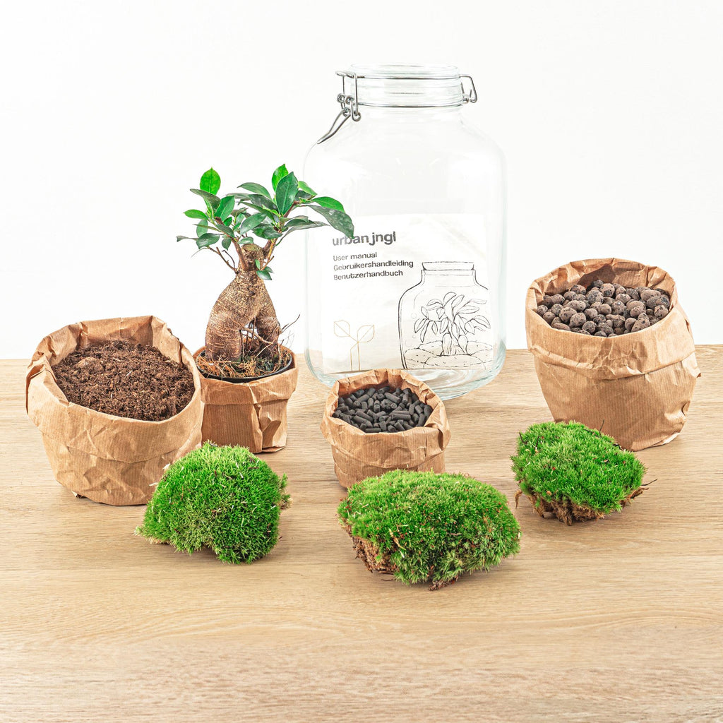Terrarium DIY - Pot - Bonsaï Ficus Ginseng - ↕ 28 cm - Normal