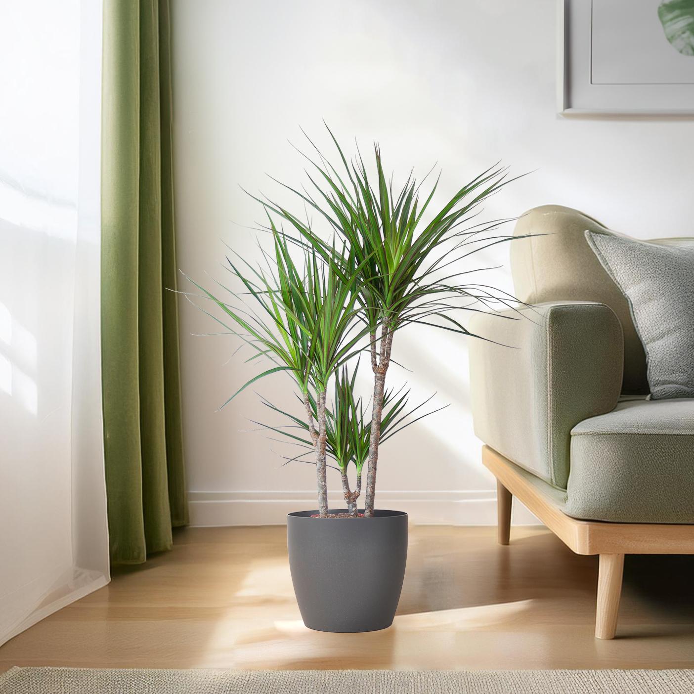 Dracaena Marginata avec pot Viber gris - 95 cm - Ø21
