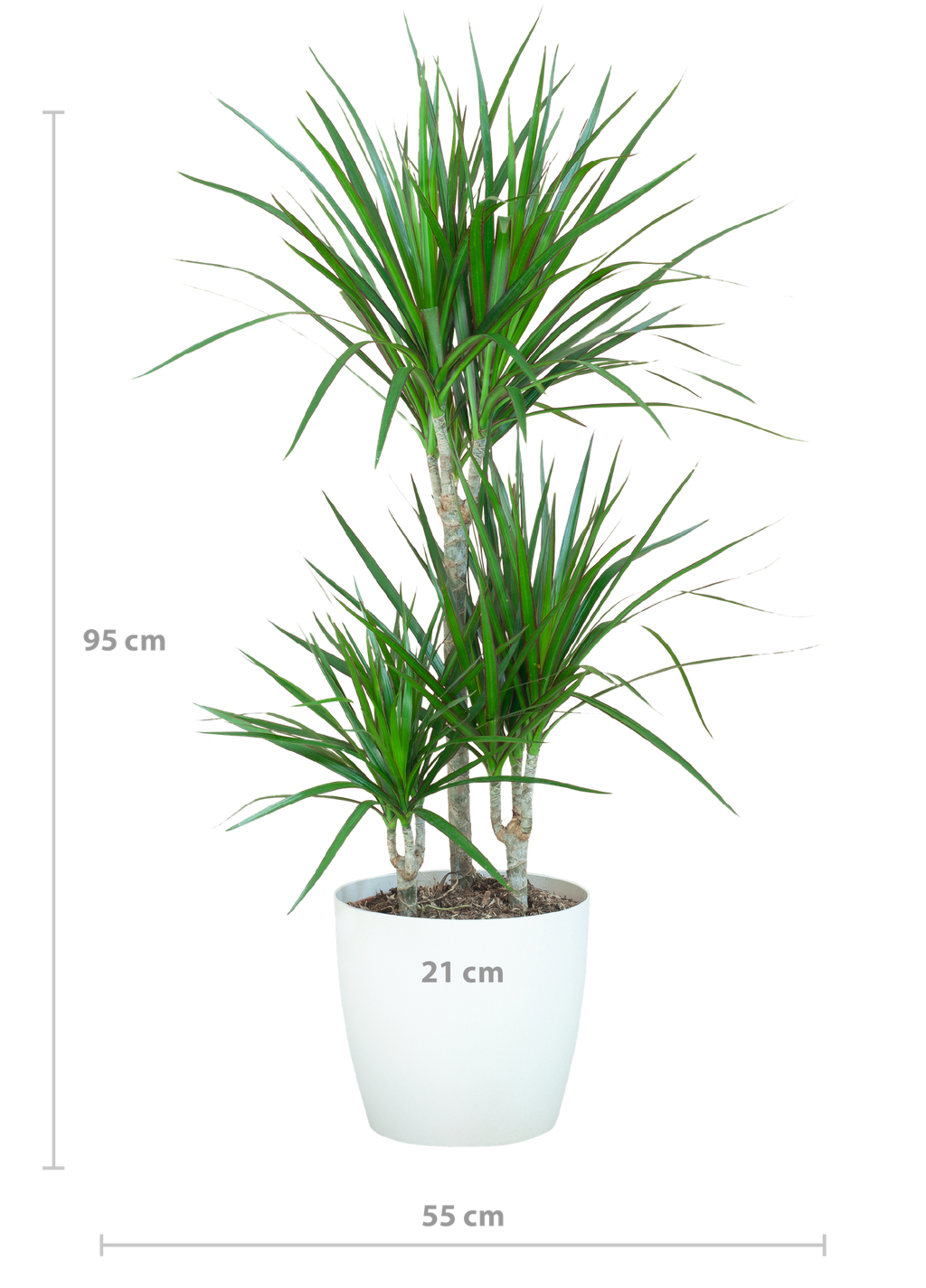 Dracaena Marginata avec Viber blanc - 95 cm - Ø21