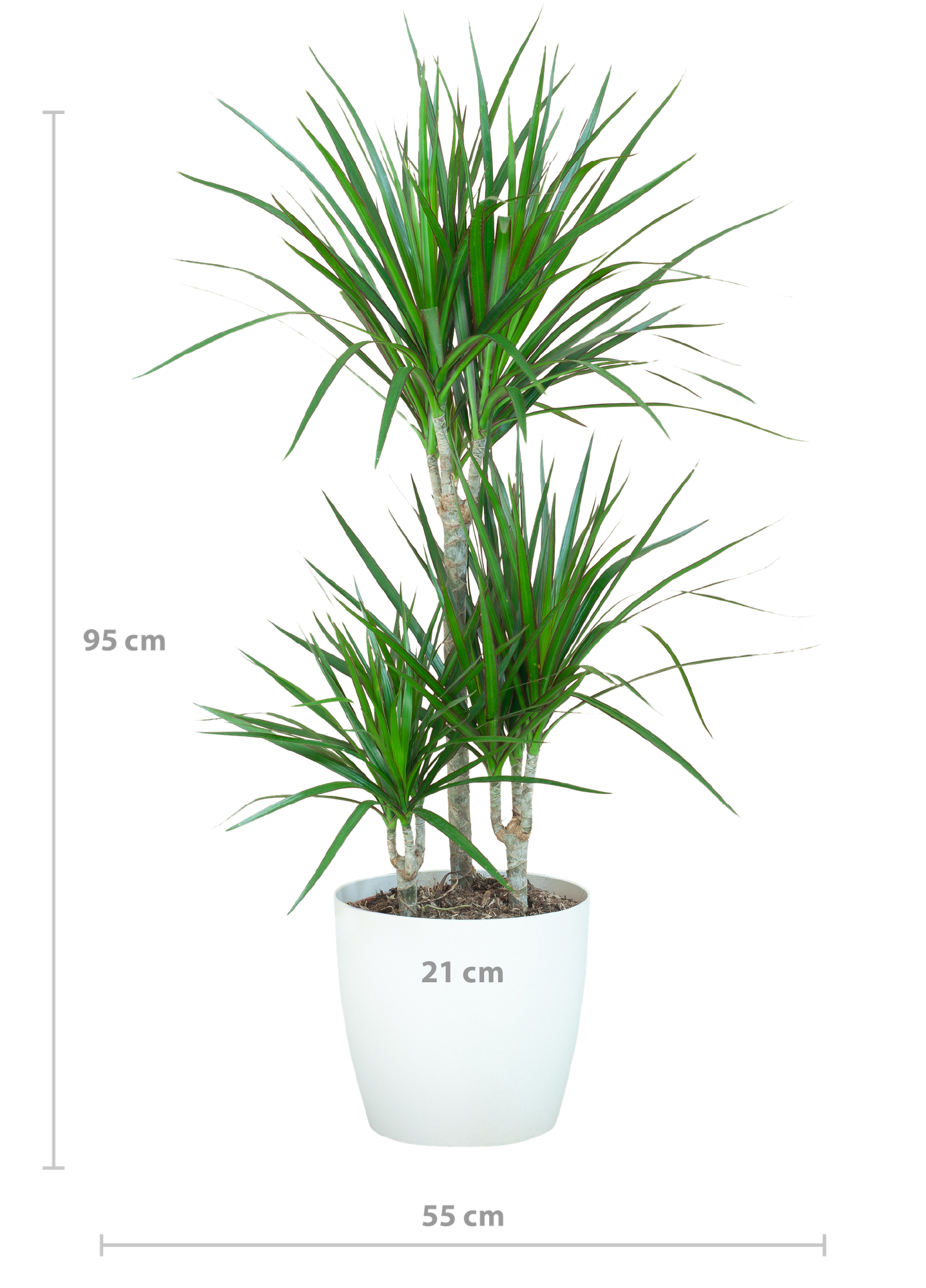 Dracaena Marginata avec Viber blanc - 95 cm - Ø21