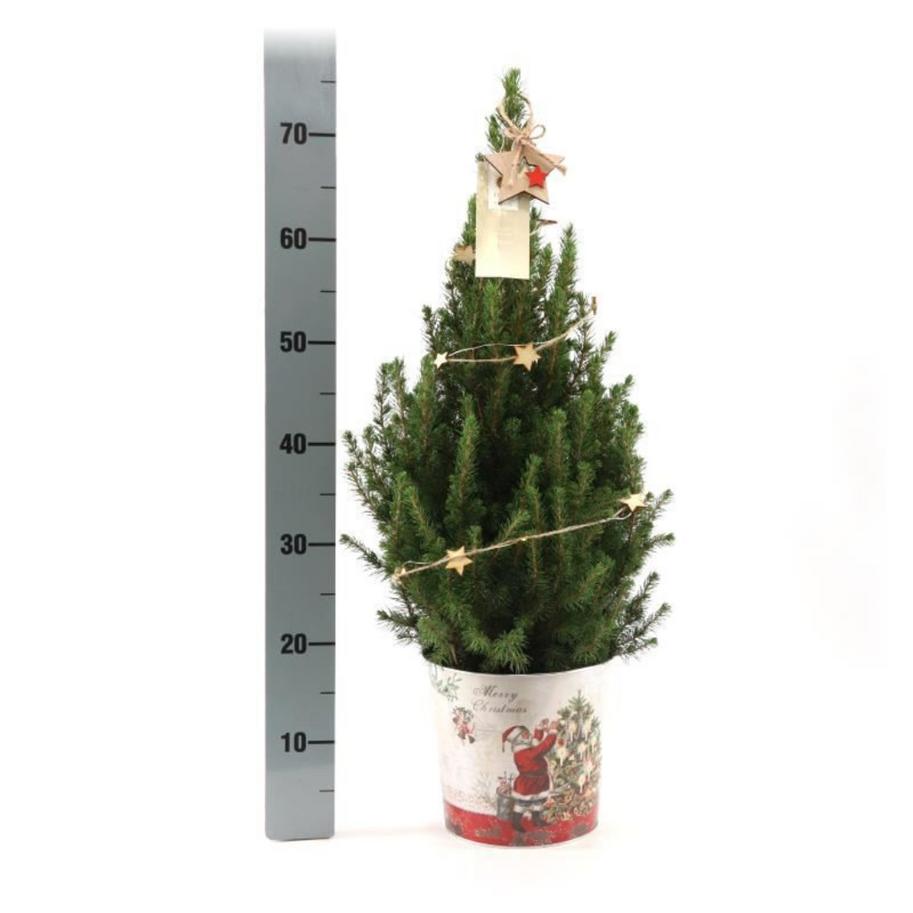 Petit sapin de Noël - 70 cm - Picea Glauca Conica