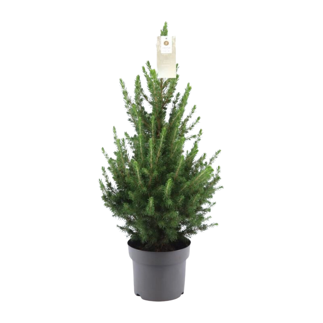 Petit sapin de Noël - 70 cm - Picea Glauca Conica