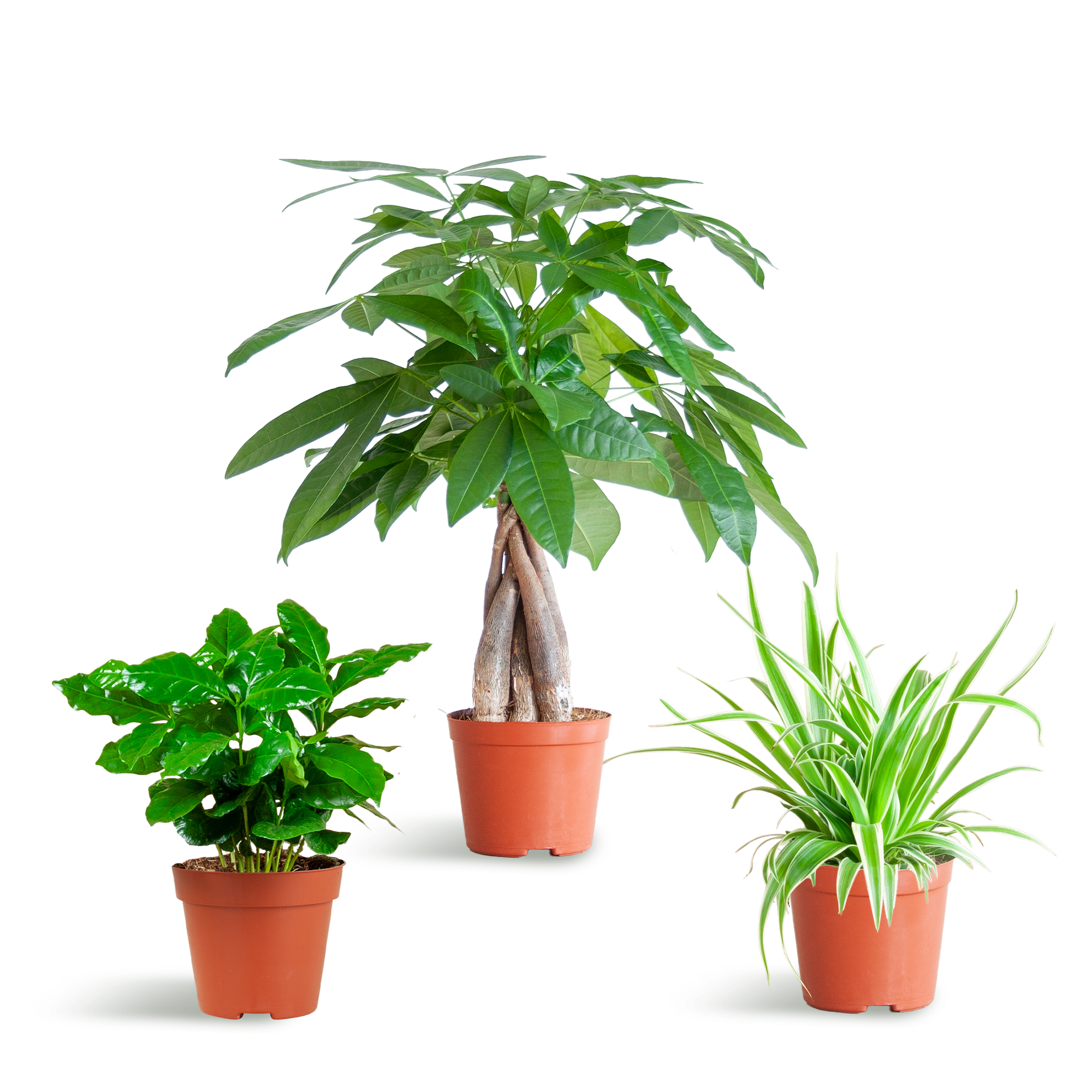 Jardinière respectueuse des animaux - Petite - Sans pot - Ø12