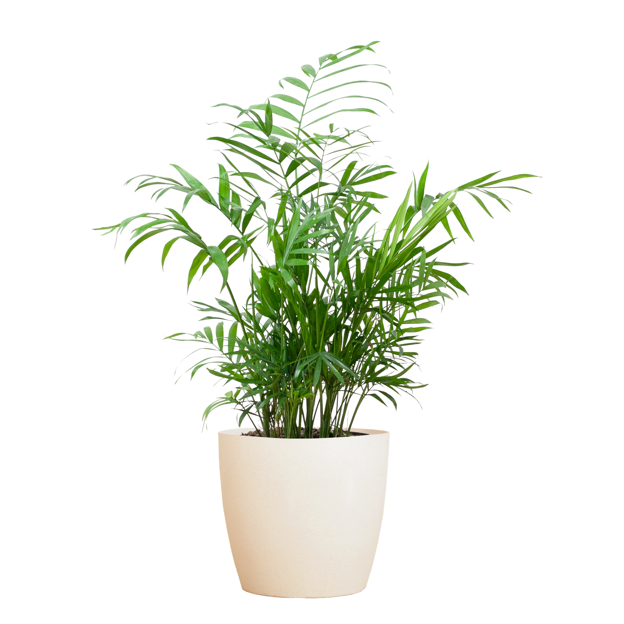 Chamaedorea Elegans avec Viber blanc - 55 cm - Ø17