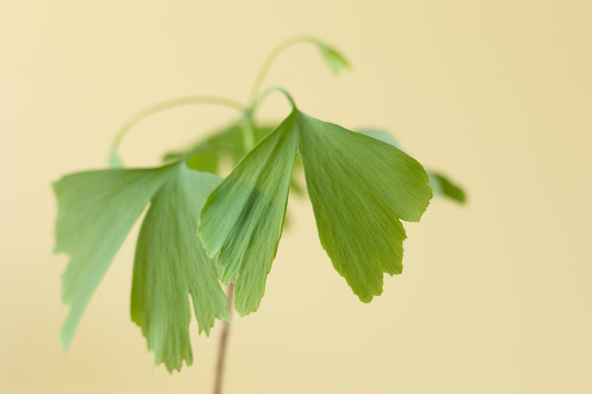 Arbre de Vie - Ginkgo Biloba - Boîte aux lettres avec livret d'information