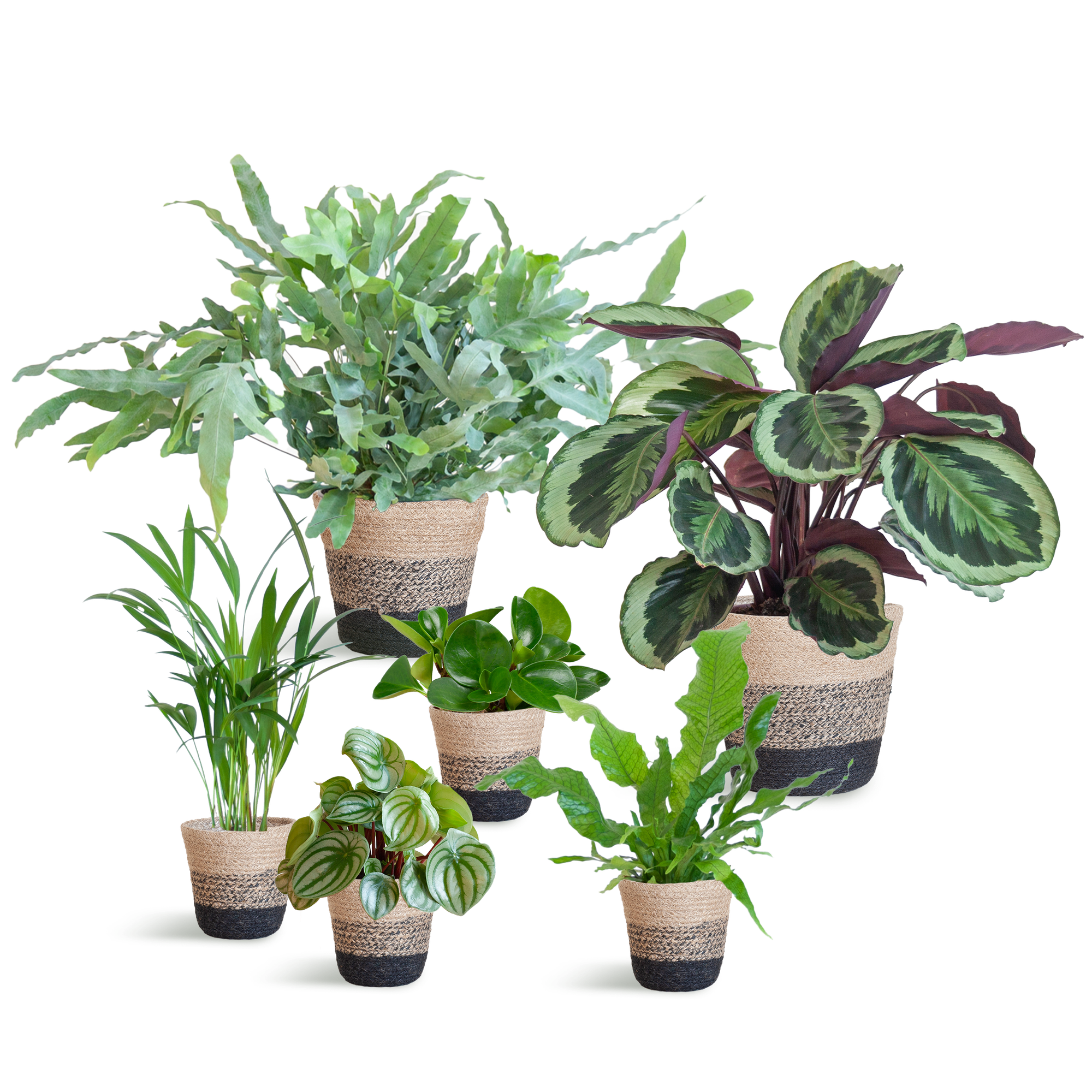 Ensemble de plantes respectueuses des animaux (grand format)