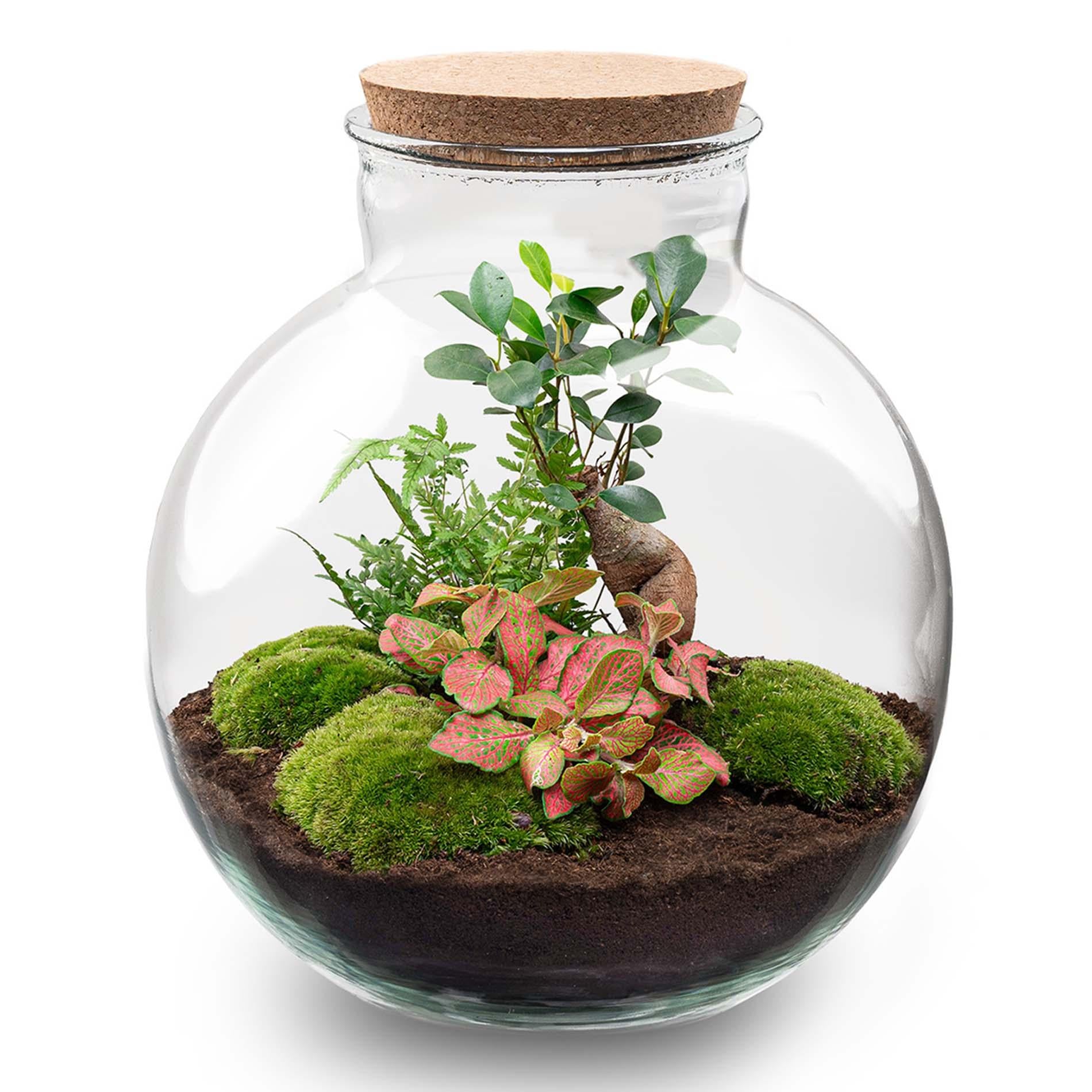 Terrarium à plantes à faire soi-même - Bonsaï Bolder Bob - Ø 31 cm ↑ 30 cm - Sans outils