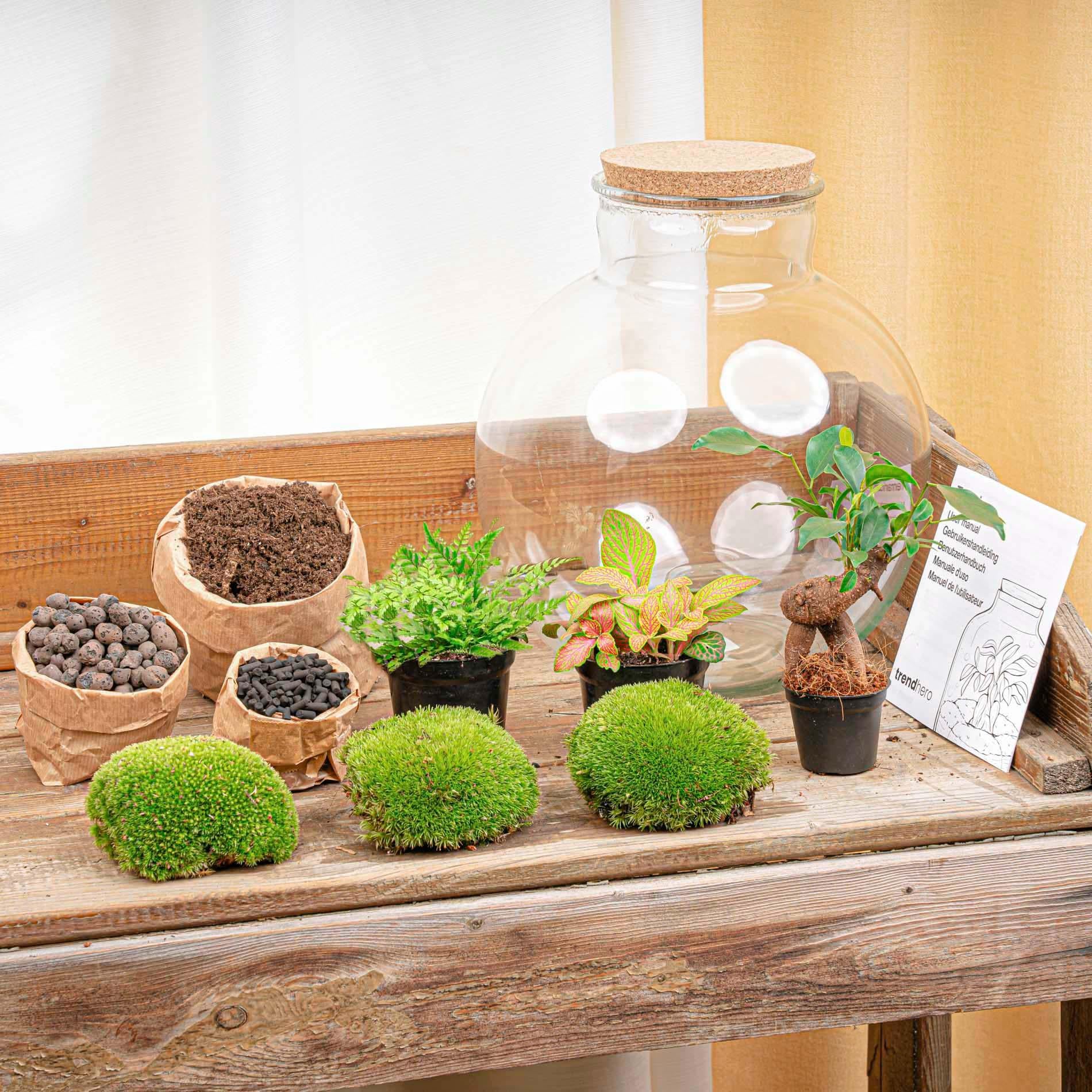 Terrarium à plantes à faire soi-même - Bonsaï Bolder Bob - Ø 31 cm ↑ 30 cm - Sans outils