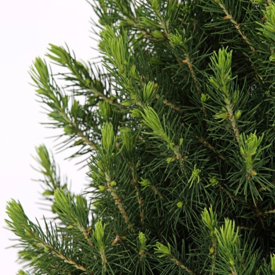 Petit sapin de Noël  - 70 cm - Picea Glauca Conica - Standalone