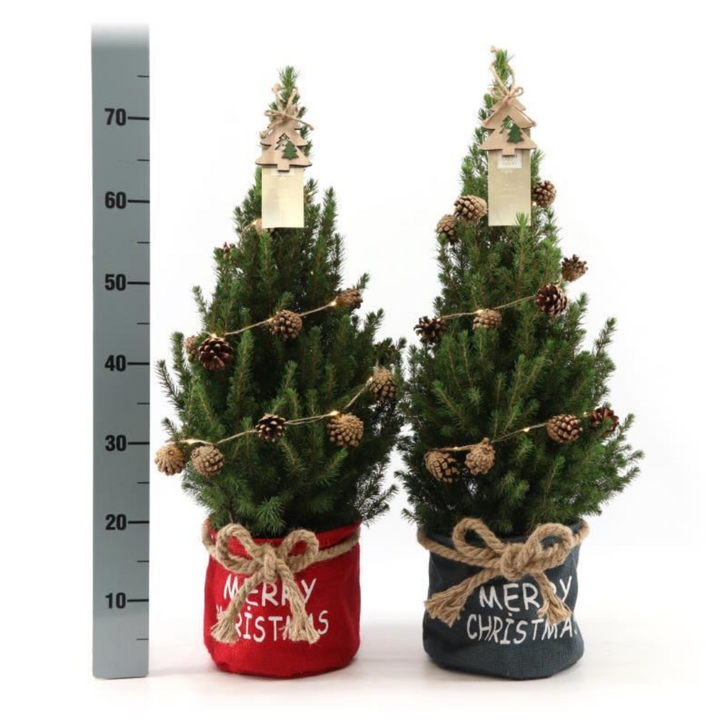 Petit sapin de Noël+Guirlande  - 70 cm - Picea Glauca Conica