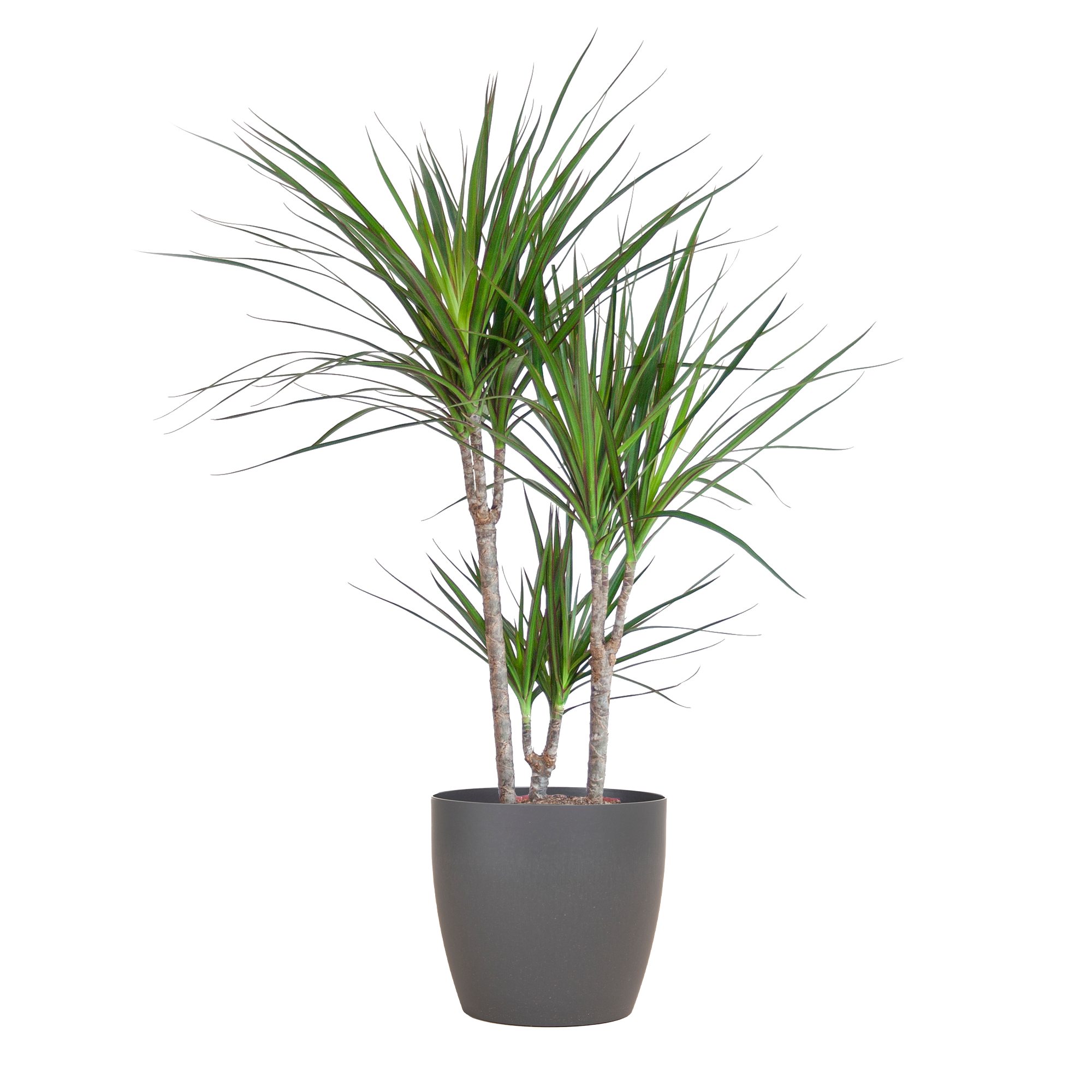 Dracaena Marginata avec pot Viber gris - 95 cm - Ø21