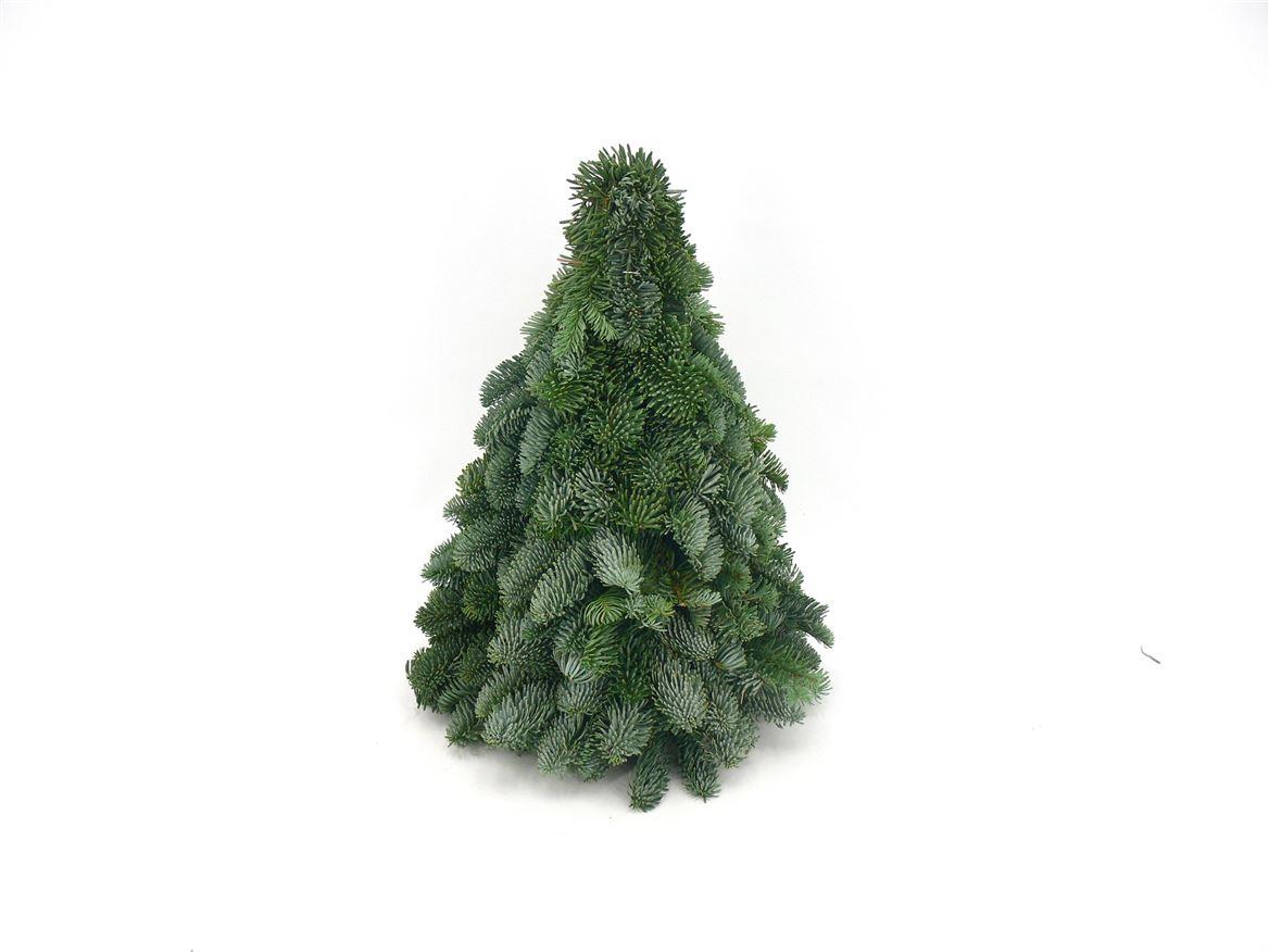 Sapin Nobilis - ↕40cm