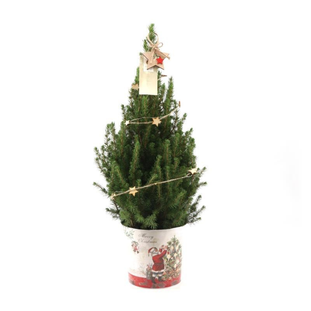 Petit sapin de Noël - 70 cm - Picea Glauca Conica