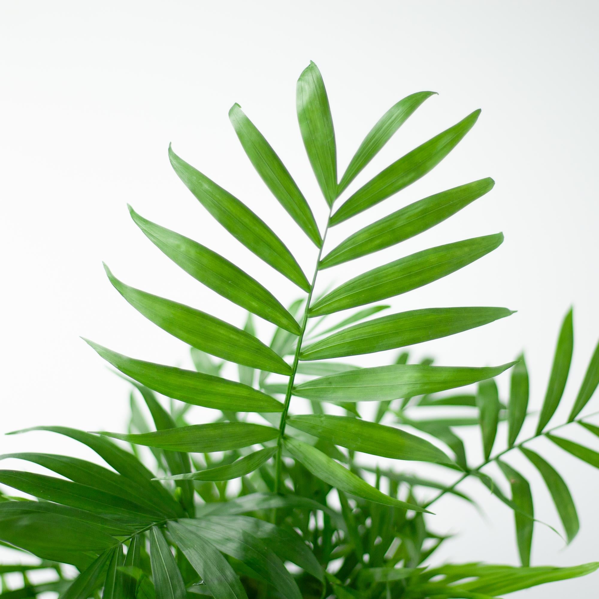 Chamaedorea Elegans avec panier Lisbon blanc - 55 cm - Ø17