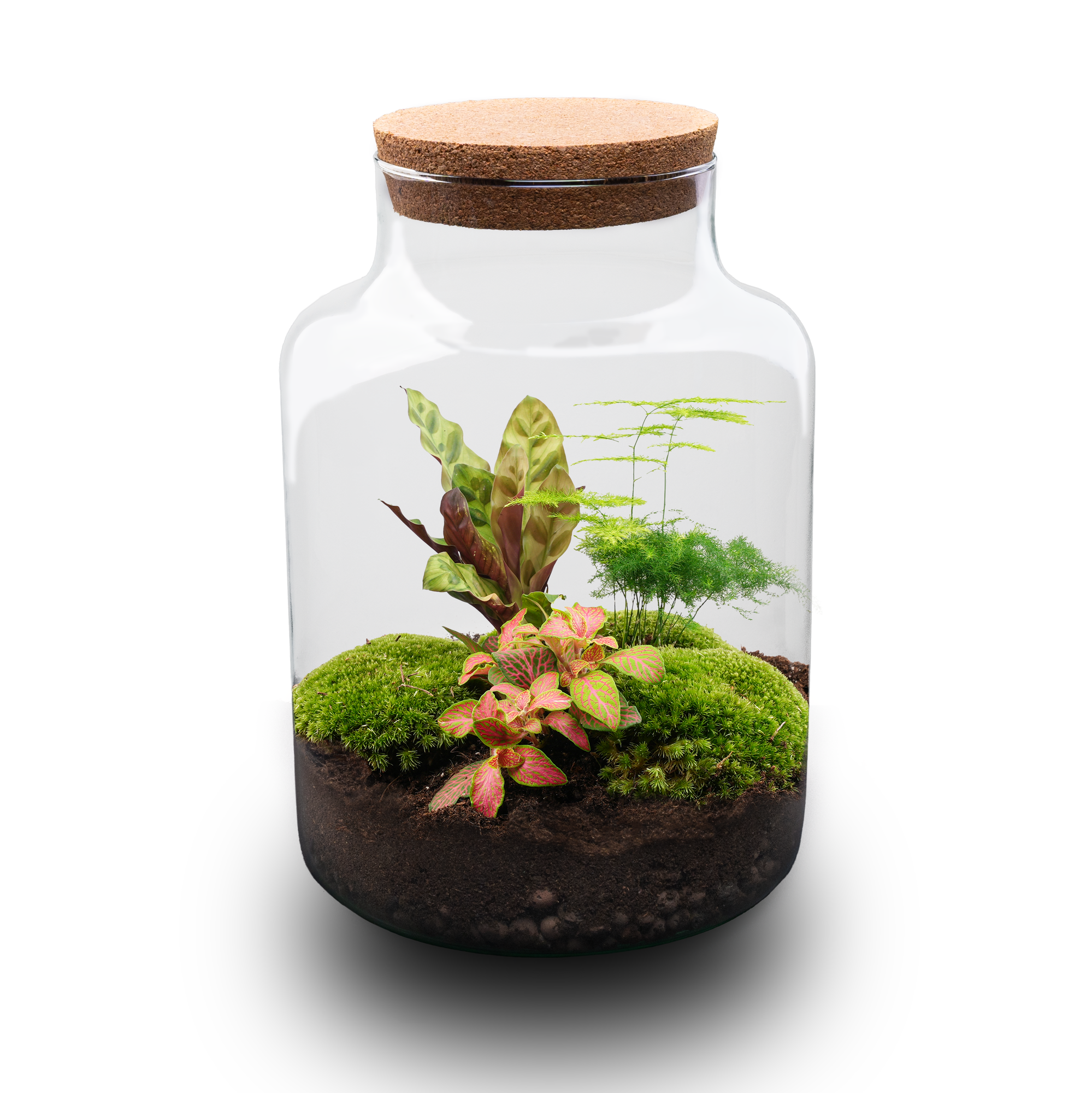 Terrarium à plantes à monter soi-même avec éclairage - Couleur laiteuse - Ø 21 cm ↑ 30 cm - Sans outils