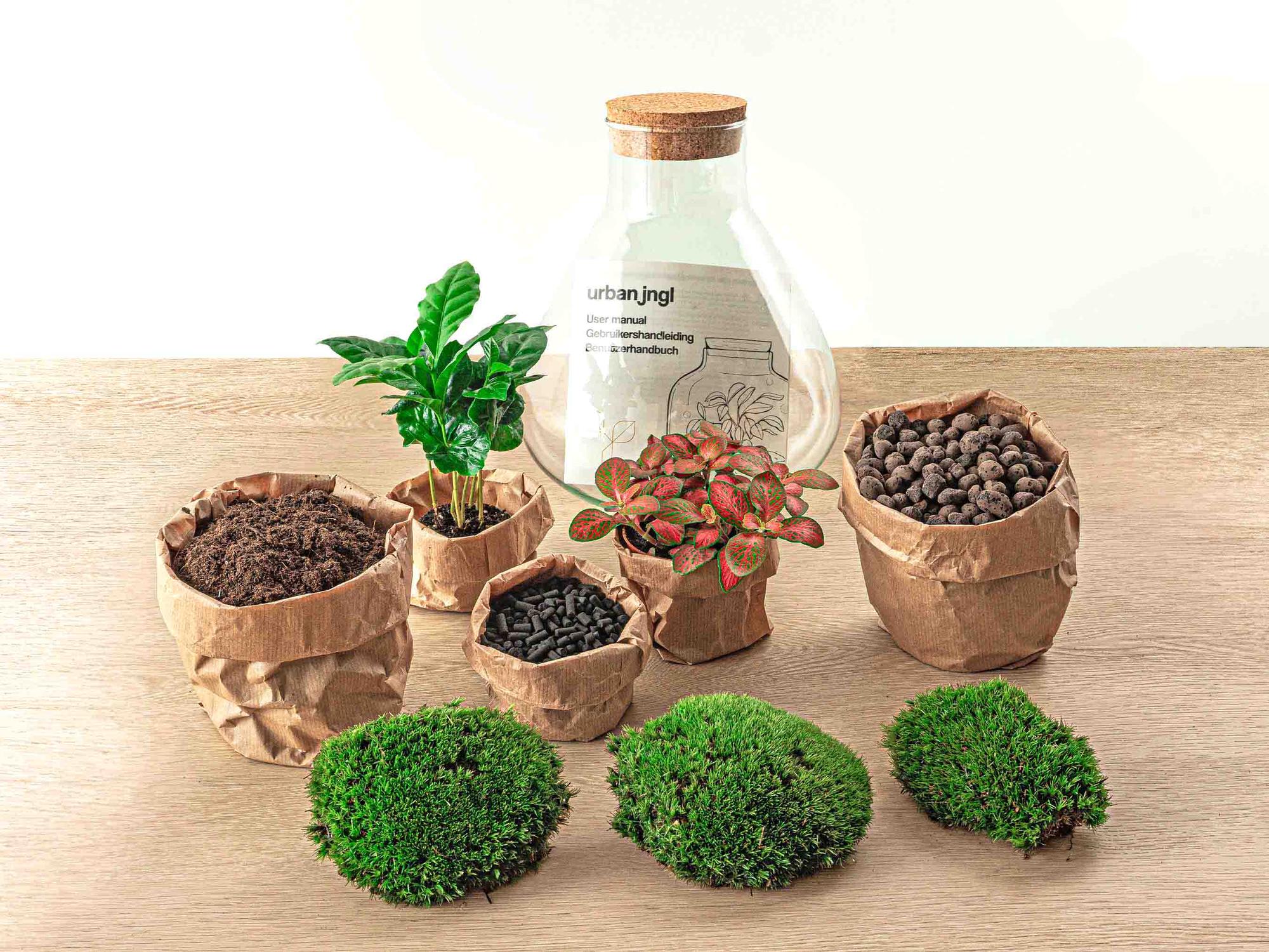 Terrarium à faire soi-même - Sammie Coffea Rouge - Ø 22,5 cm ↑ 27 cm - Râteau + Pelle