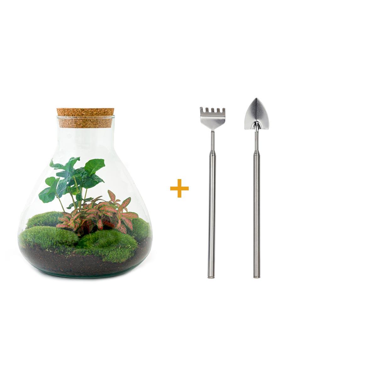 Terrarium à faire soi-même - Sammie Coffea Rouge - Ø 22,5 cm ↑ 27 cm - Râteau + Pelle